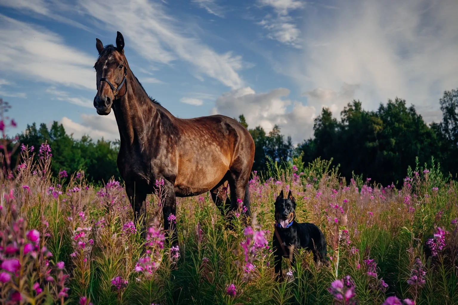 A Beauceron beside a horse among wildflowers, sharing an equestrian outdoor lifestyle.