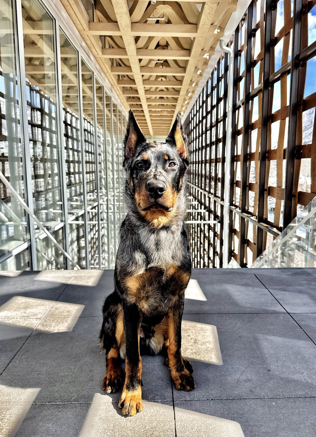 A Beauceron sits in a glass-lined public corridor near a staircase.