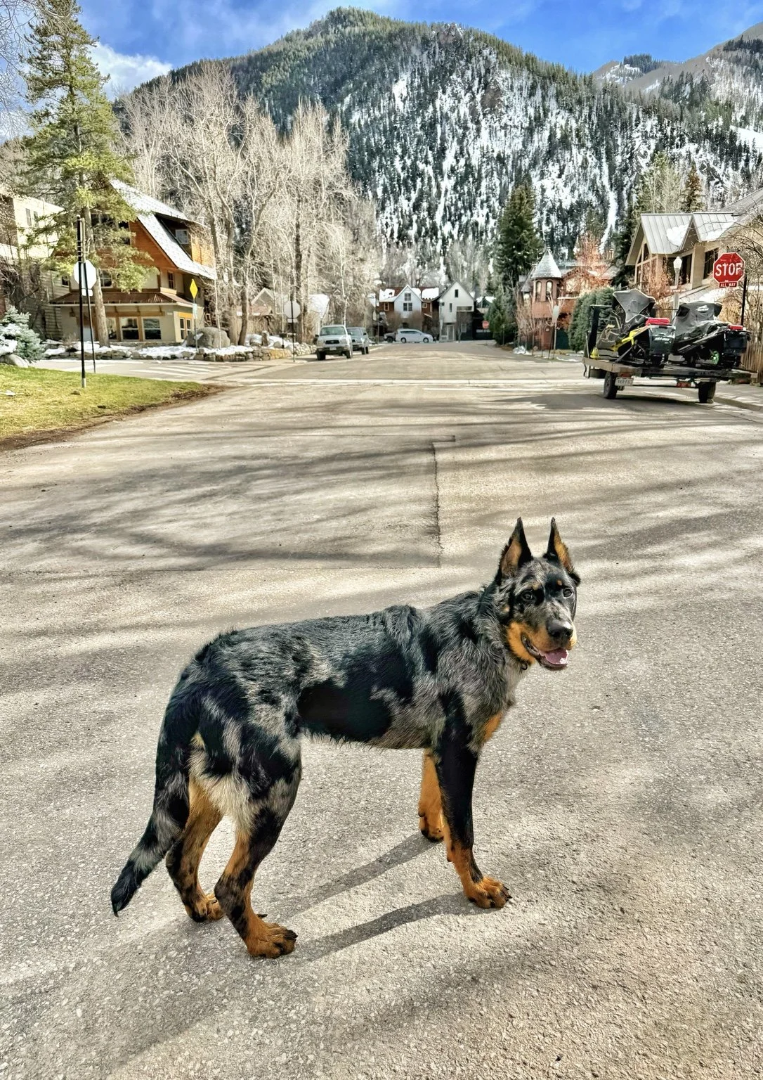 A Beauceron stands on a street in a snowy mountain village.