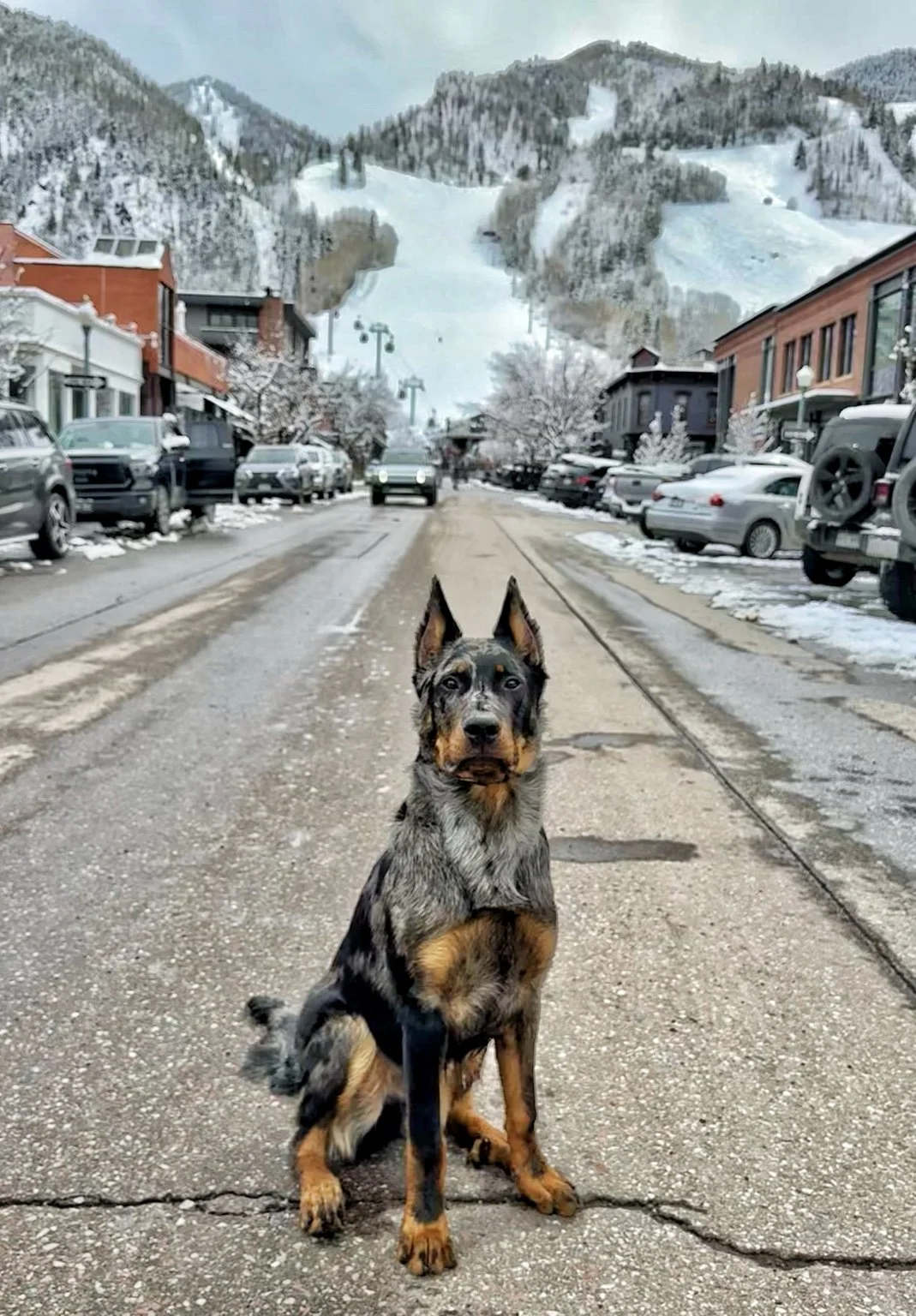 A Beauceron sits on a snowy mountain-town street with ski slopes in the distance.
