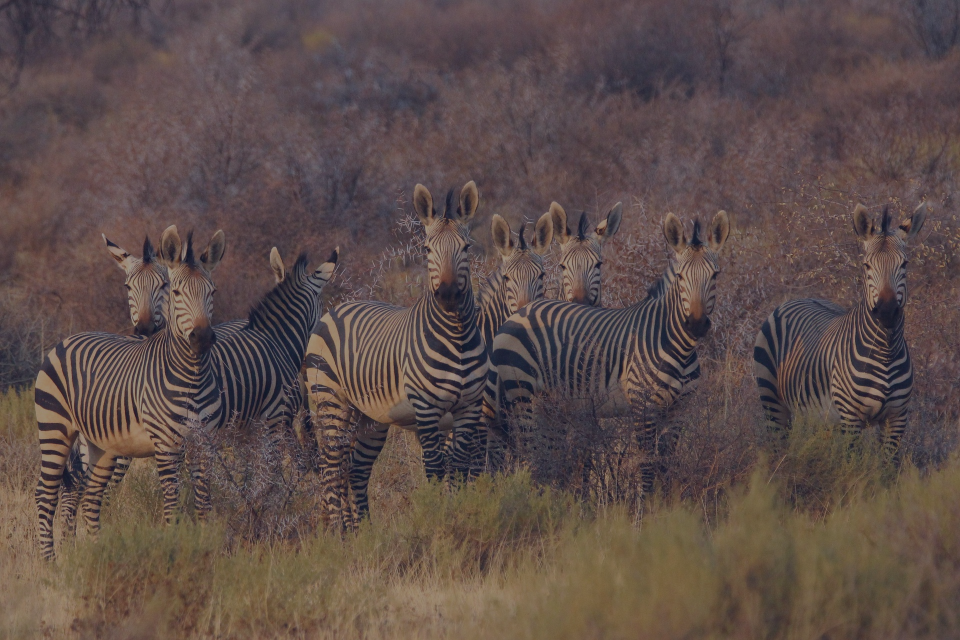 Plan your luxury safari vacation with Limitless Destinations where this could be your view of  group of seven zebras standing on dry grass and bushes in a natural landscape.