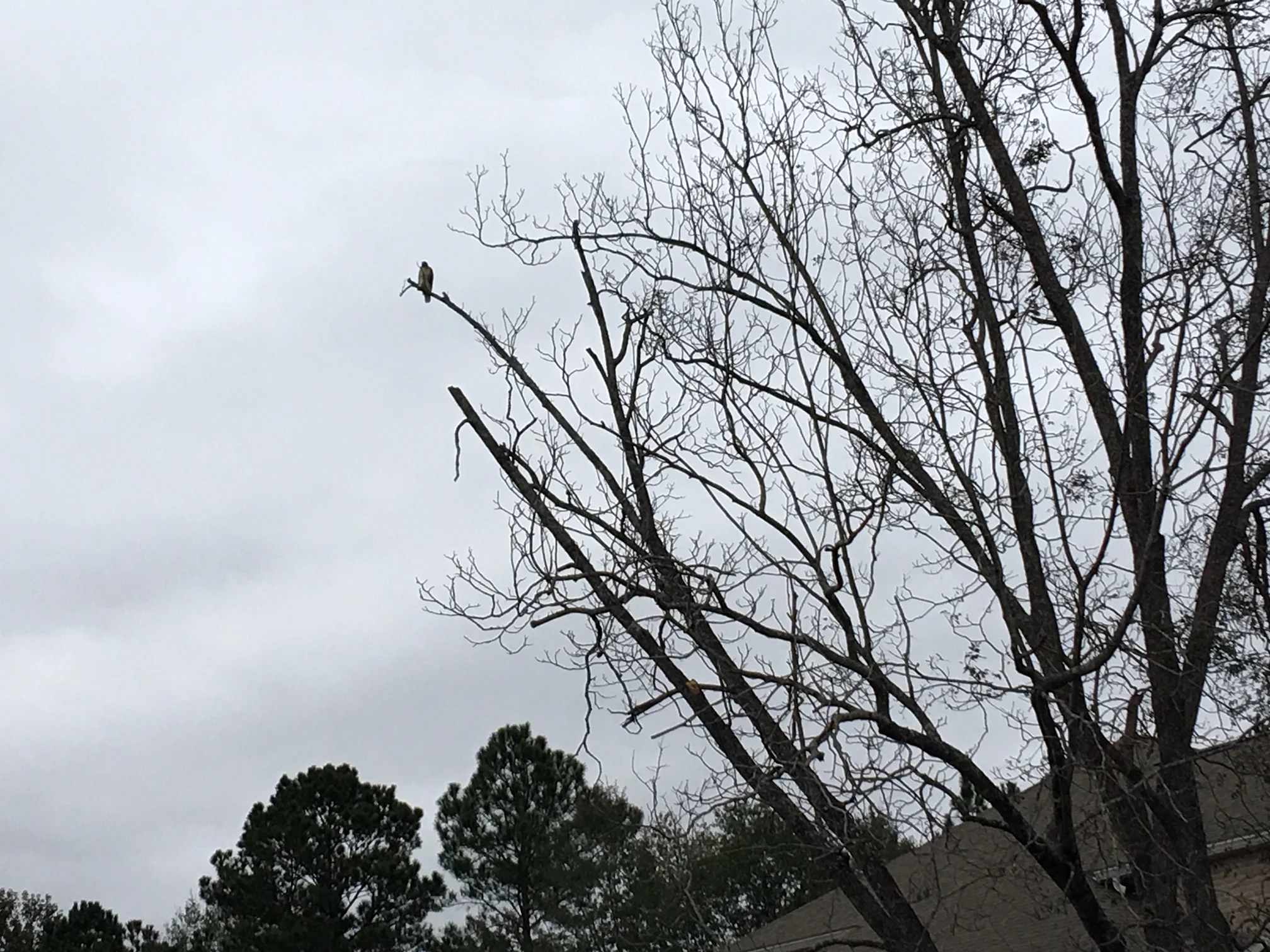 Hawk in tree.JPG