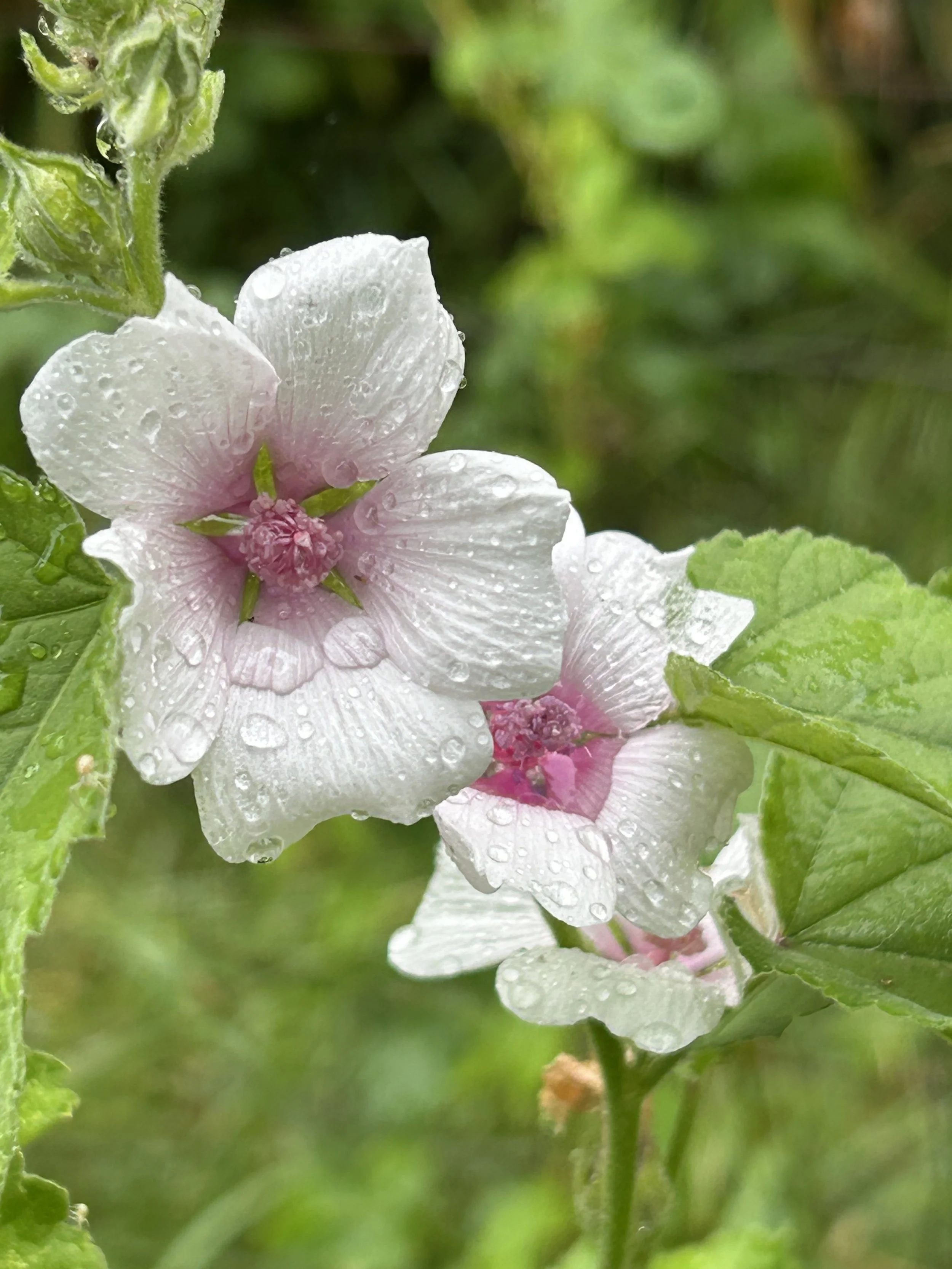 COMPLETE! Festive Fall Herbal Series TBD, 2025  1-4pm pst