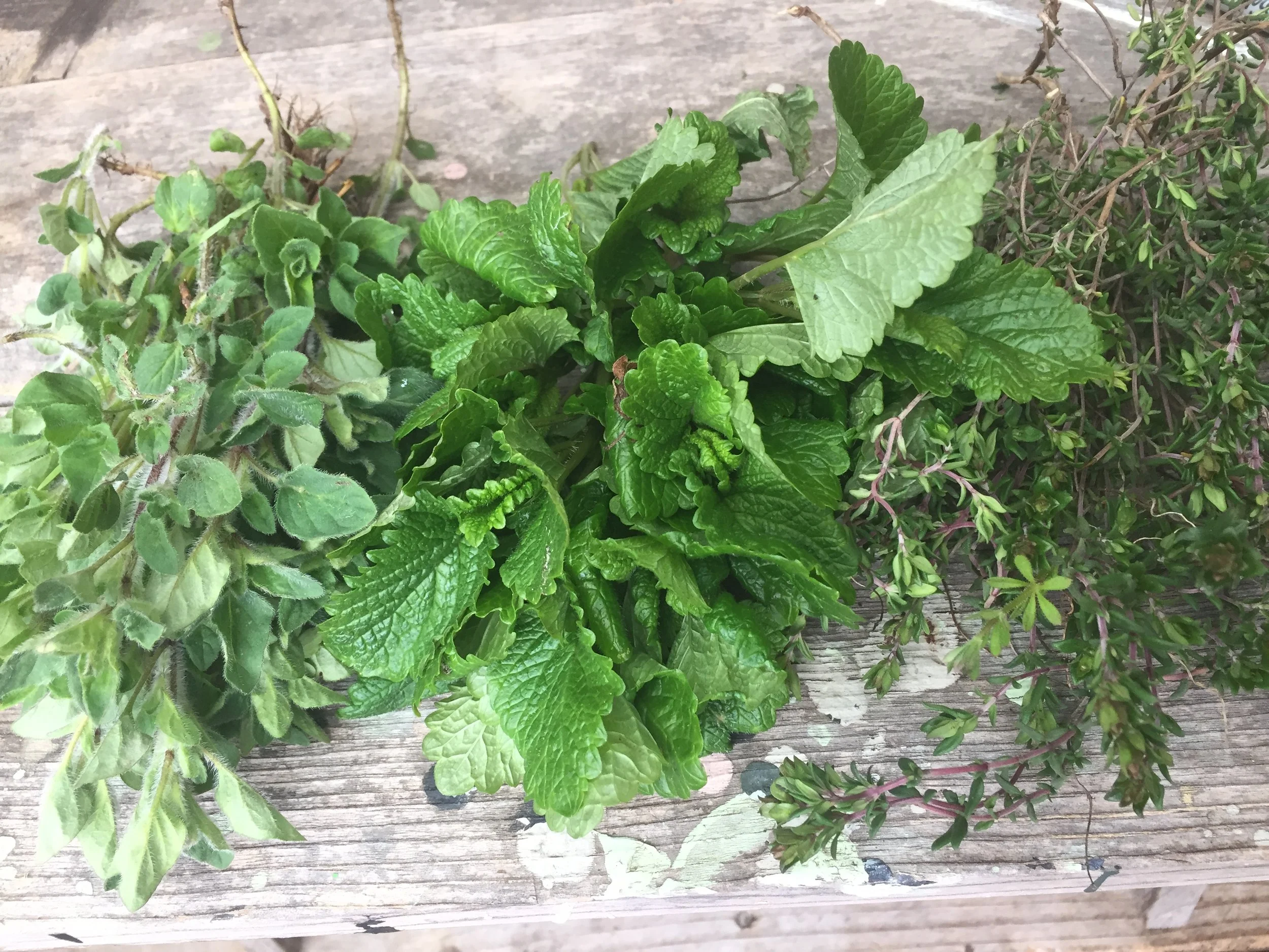 COMPLETE! Respiratory and Allergy Herbal Support Spring Series, March 22 and April 19, 2025 1-4pm PST