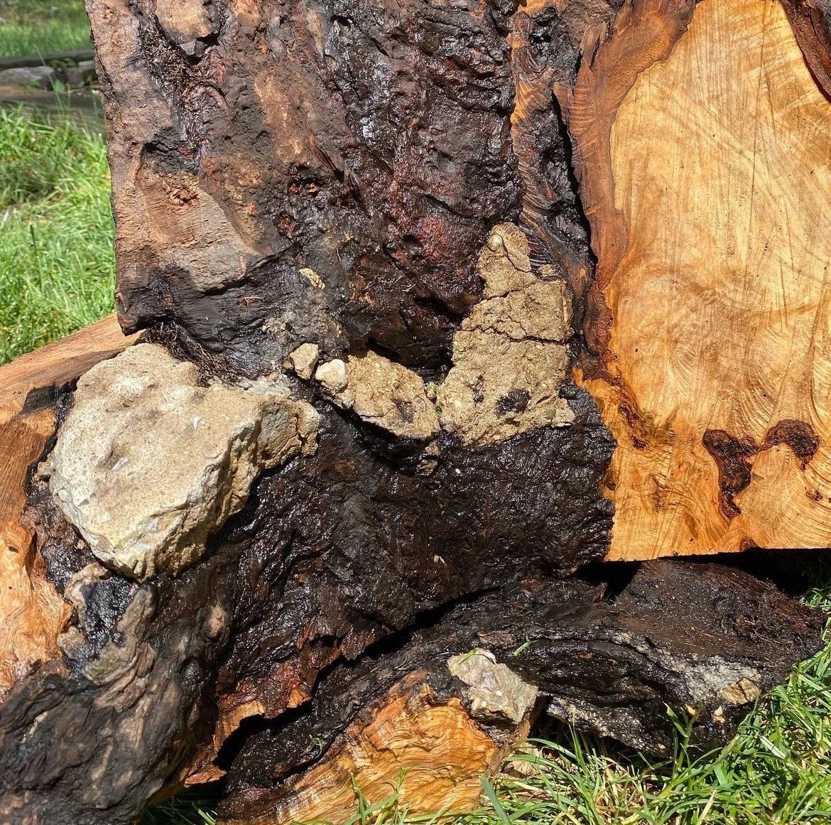 Screenshot 2024-03-22 at 7.21.12 PM.jpeg