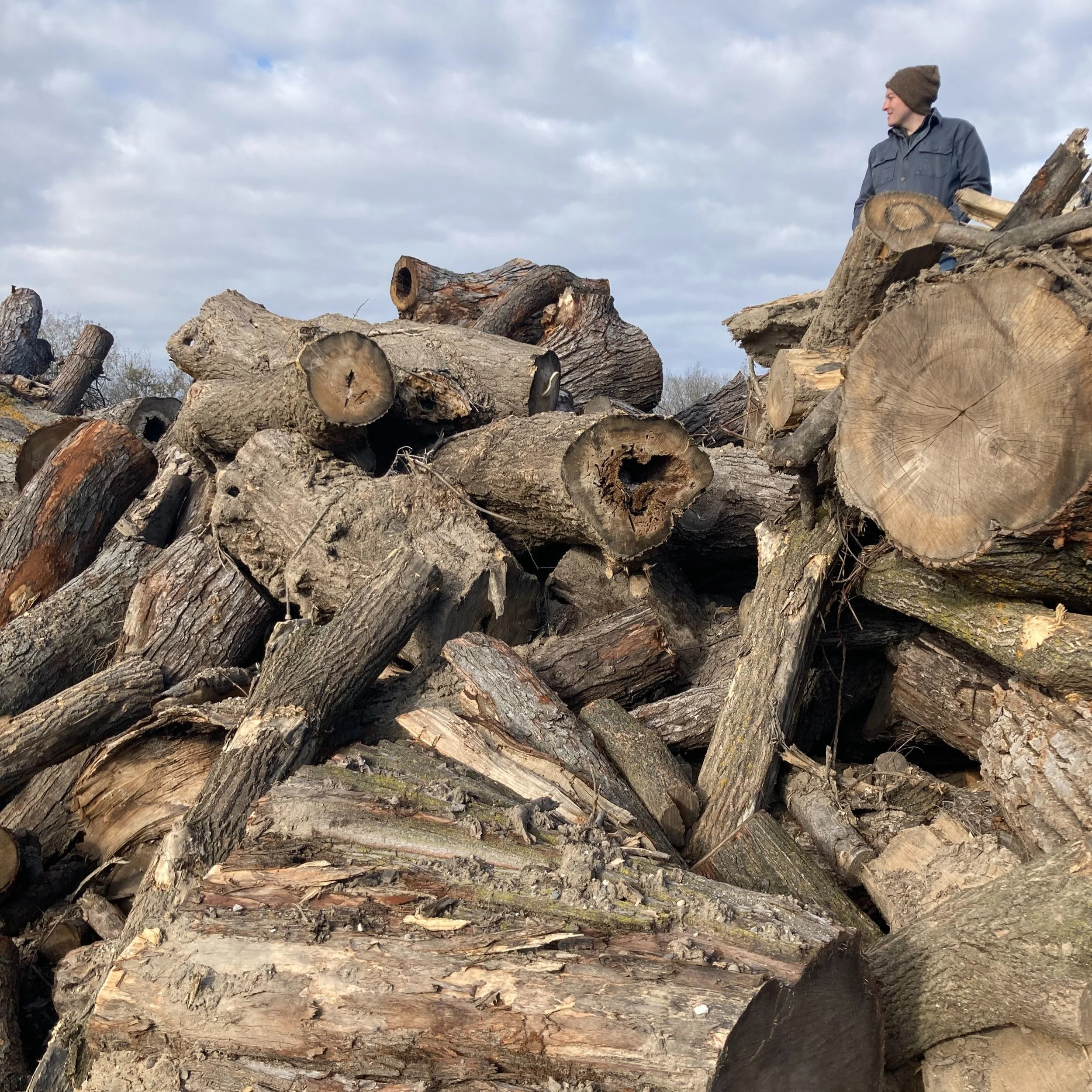 Stack of Logs to Mill
