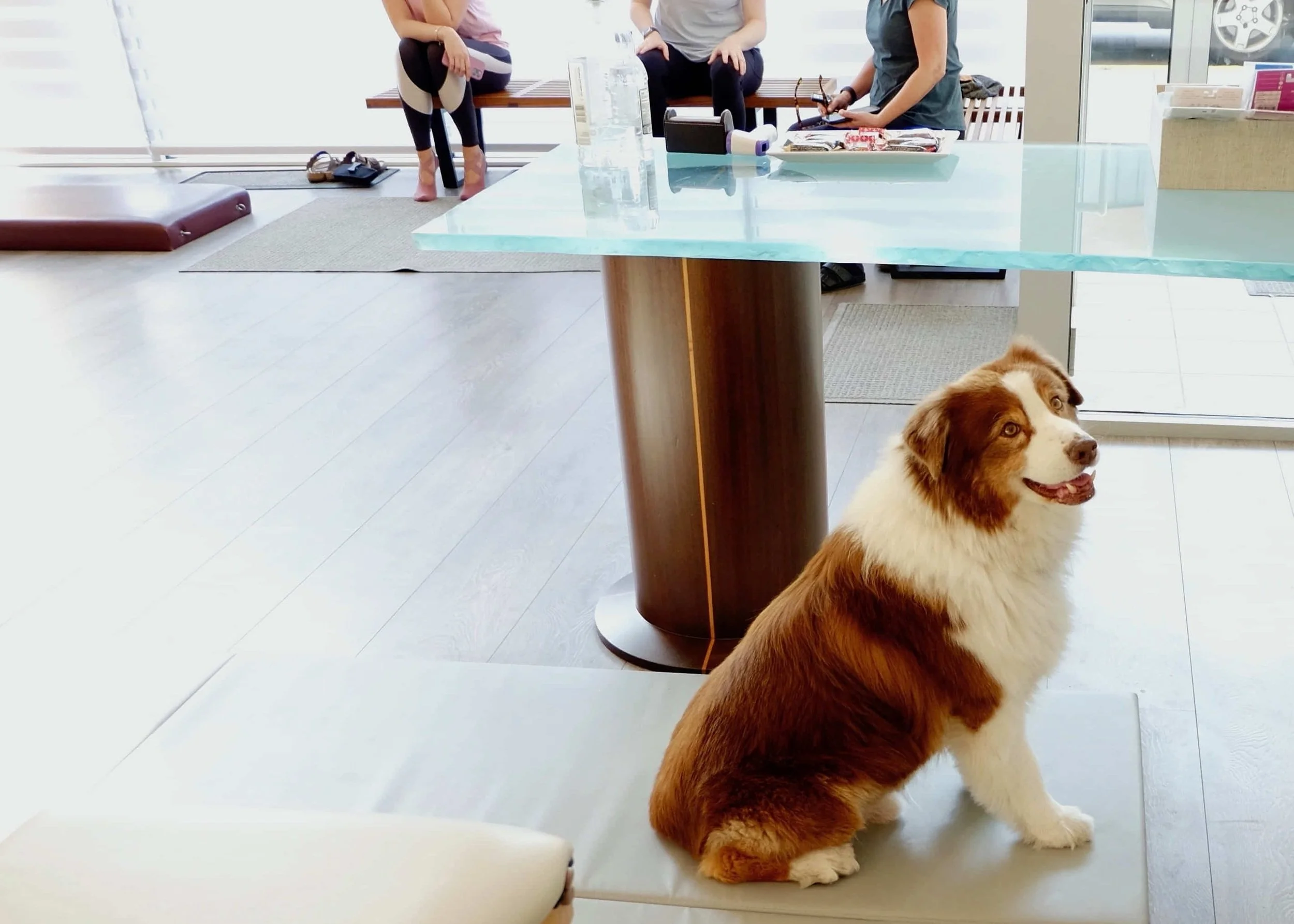 Scout+Greater+at+Pilates+Advantage+Studio+in+Chicago.jpg