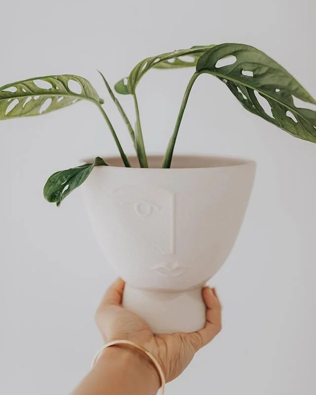 new favorite ✨ (don&rsquo;t tell my Begonia)