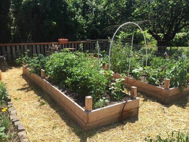 From Compacted Clay to Thriving Garden: Build Soil Quickly with Lasagna  Gardening — Ramblin Farmers