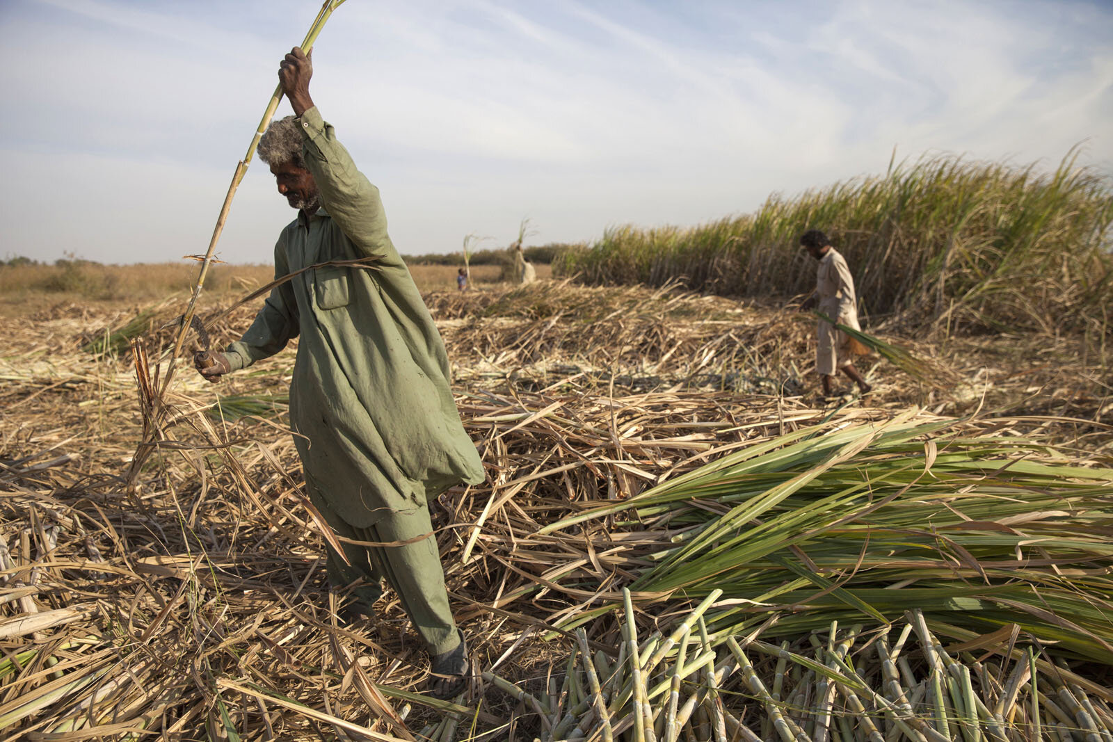 Sheedi men and boys harvest sugar cane growing around their village in a remote part of Sindh Province in Pakistan.