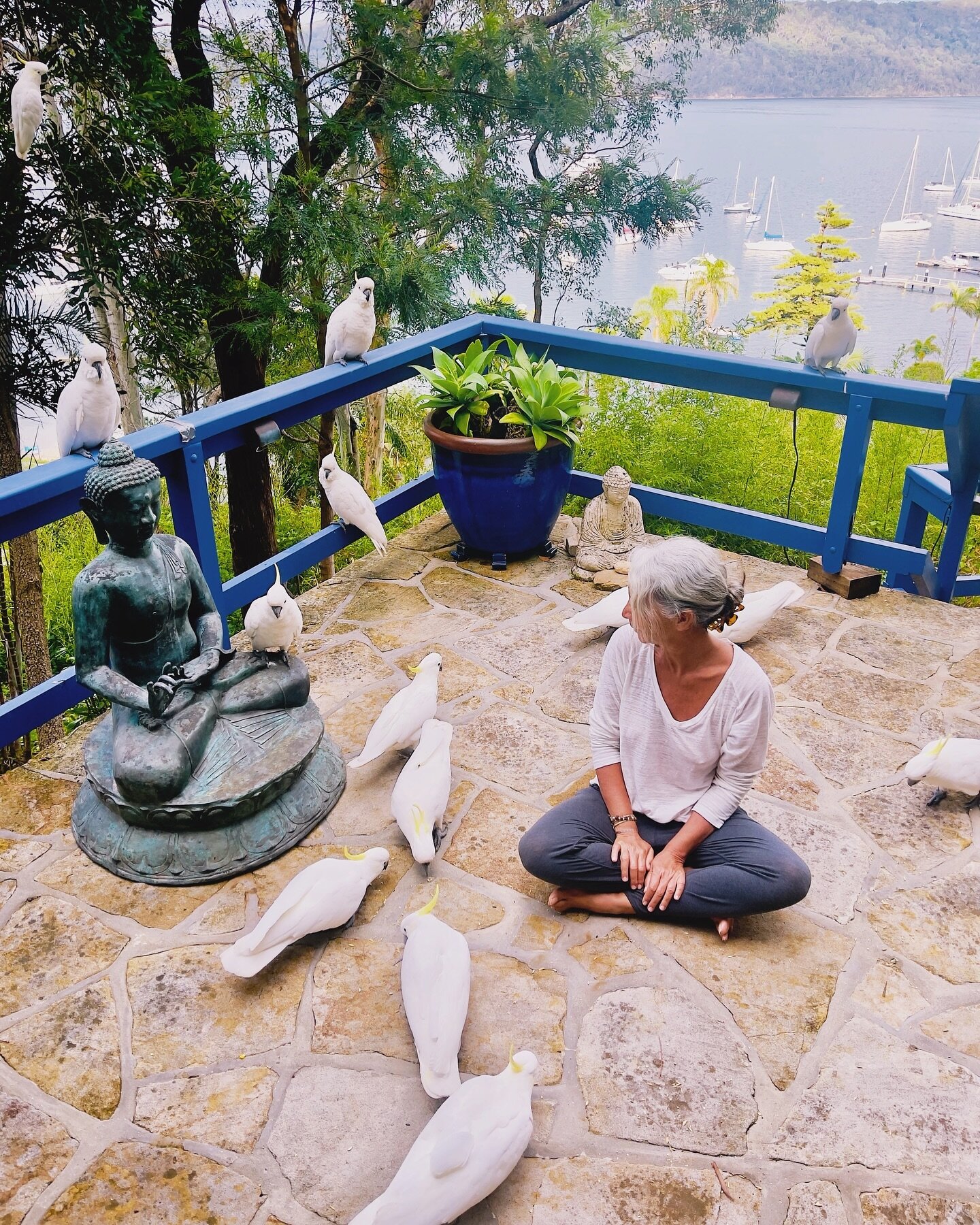 Morning talks with the cockatoos 🤍 

#birds #ilovebirds #cockatoos #australia #pureenergy #mothernature #healing #healingvibrations #connectingwithsource