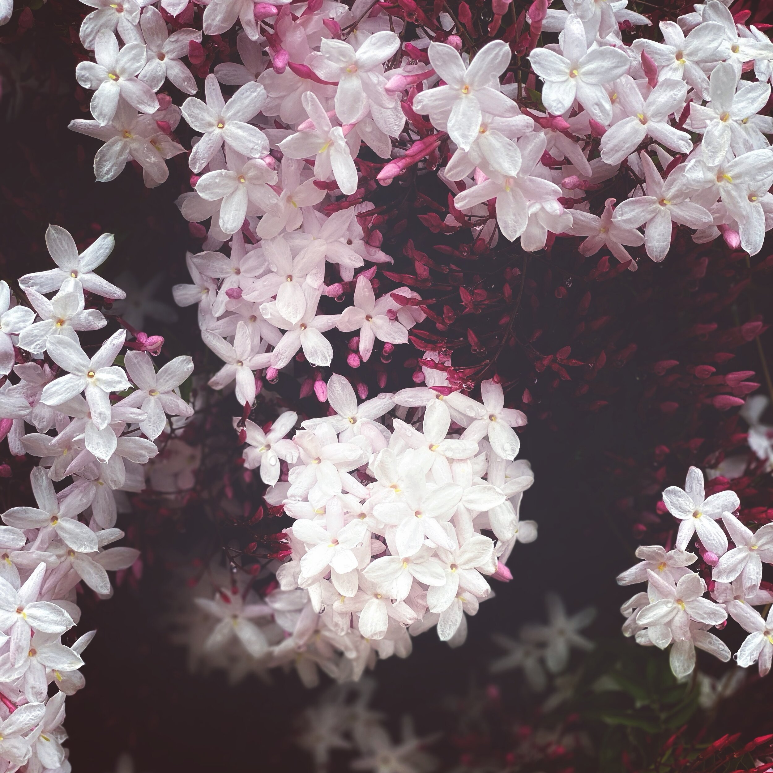 Heaven at my door&hellip; 

📷 @planetvie 

#jasmine #jasmineinbloom ##jasmineflowers #heavenlyscents #mothernature #healing #healingscents #whiteflowers #healingenergy #naturalhealing #virginiemiramon #spring #springtime