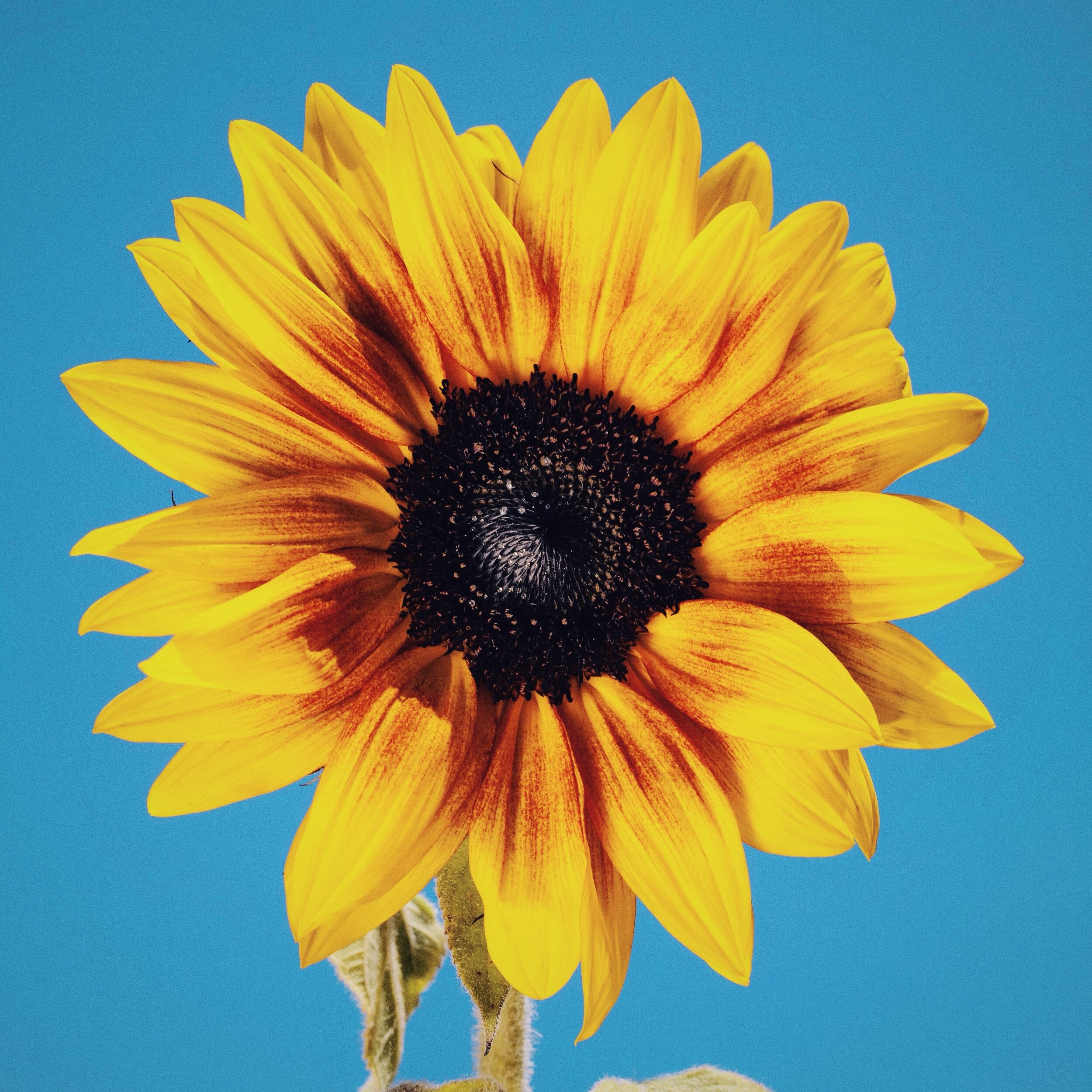 Happy Spring! Celebrating warmer weather, blue skies and beautiful flowers 🌻☀️

📷 Virginie Miramon @planetvie 

#spring #springtime #happyspring #positivevibes #positiveenergy #flowers #sunflower #vibrantcolors #mothernature #naturalhealing #pureen