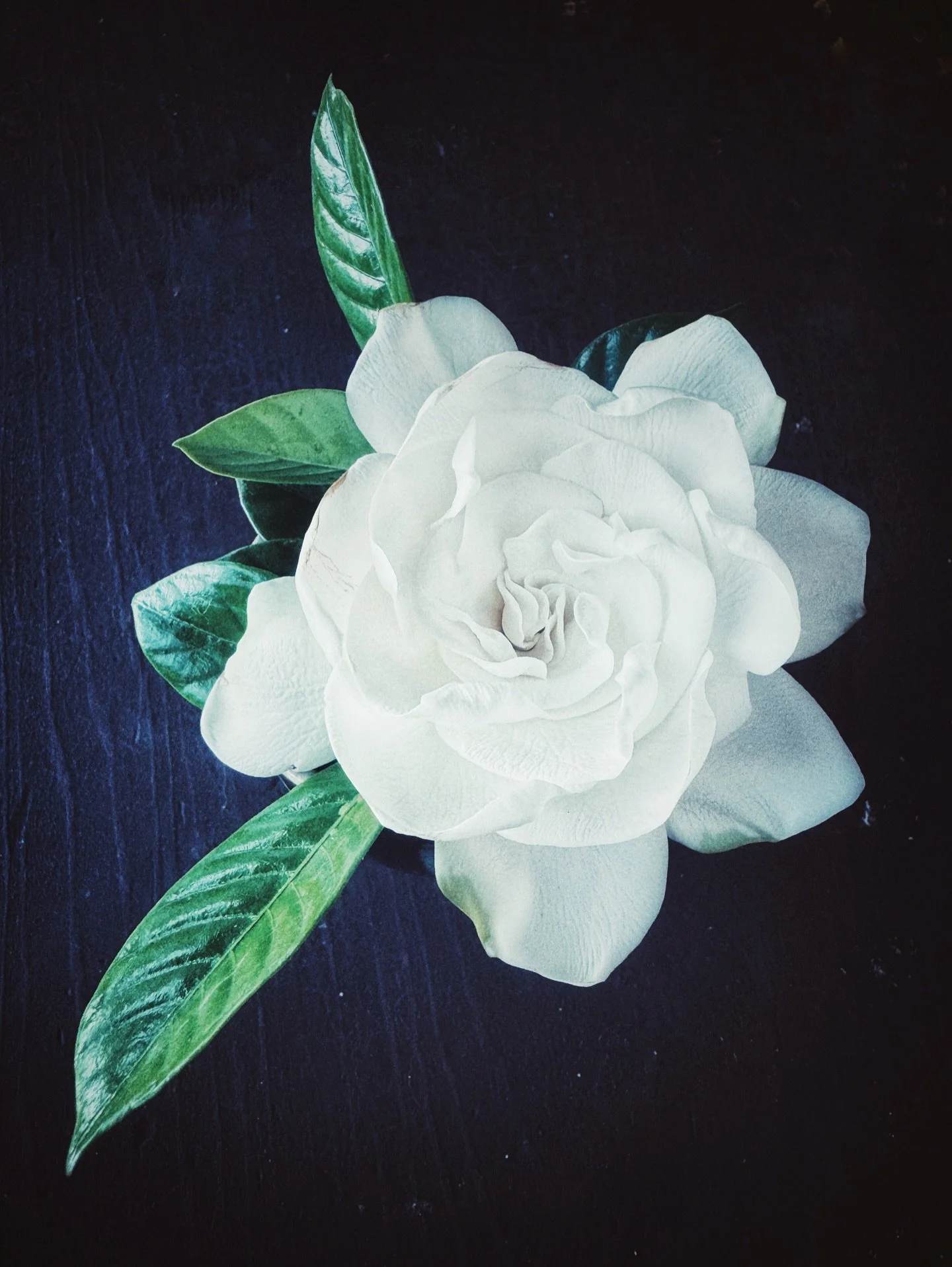 The perfume of a gardenia brings instant magic into one&rsquo;s heart.

📷 Virginie @planetvie 

#gardenia #whitegardenia #flower #whiteflowers #mothernature #purelove #pureenergy #healingenergy #virginiemiramon