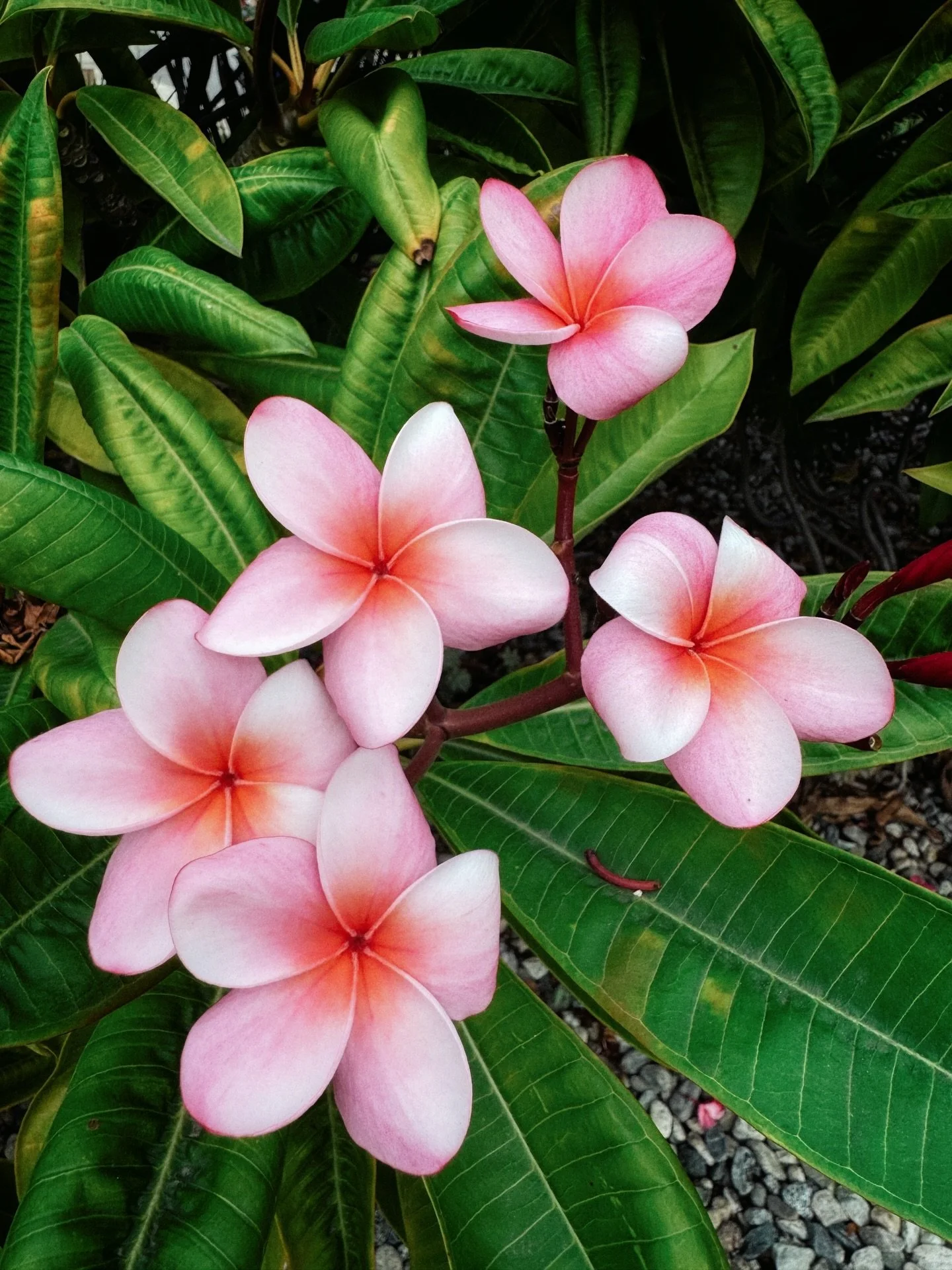 Flowers bring so much love and joy into my heart.

📷 @planetvie

#pureenergy #love #joy #plumeria #flowers #mothernature #naturalhealing #virginiemiramon #experiencebioenergy