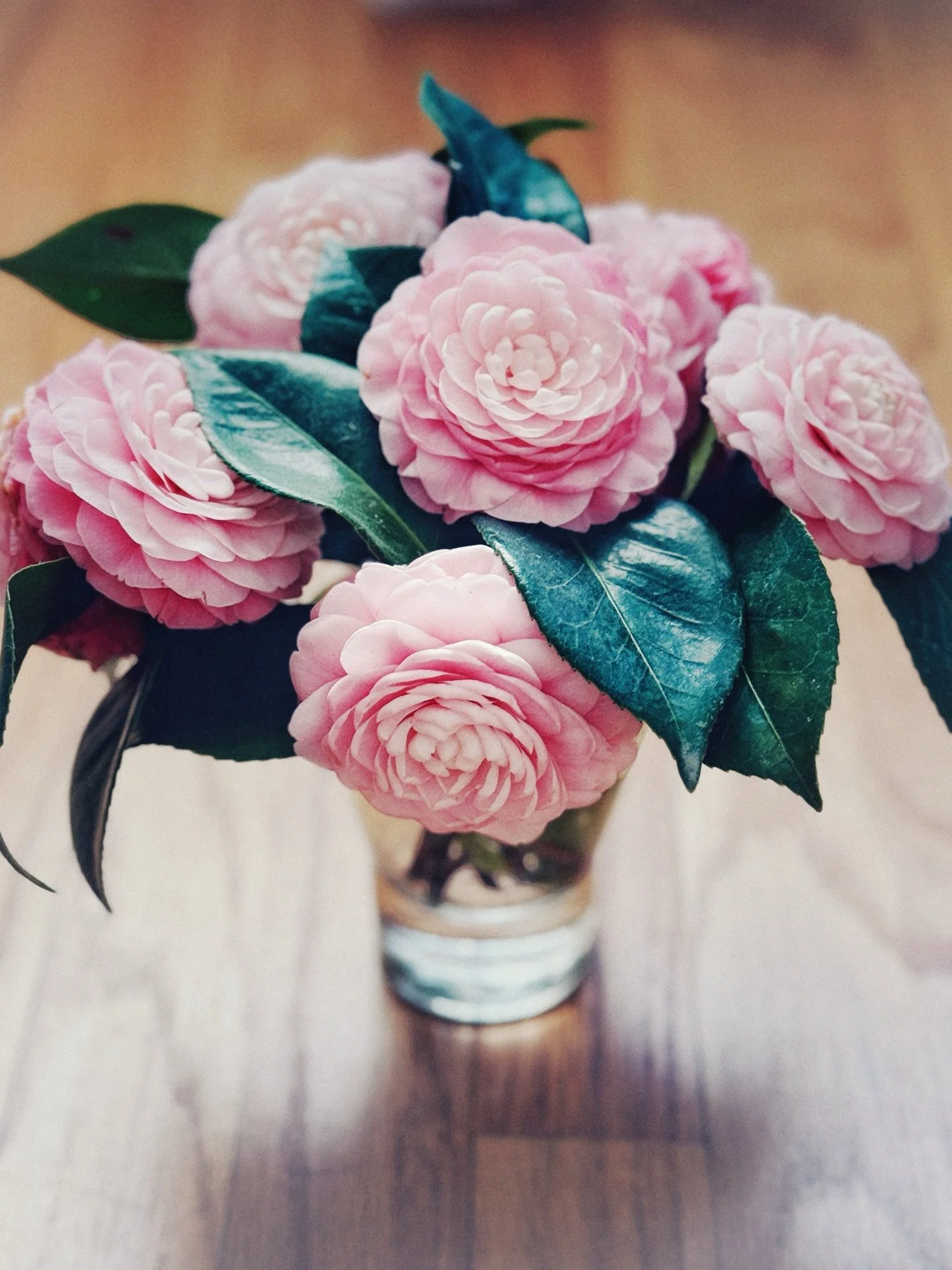 &ldquo;Every flower is a soul blossoming in nature.&rdquo; - Gerard de Nerval

#flowers #camelias #mothernature #healing #virginiemiramon