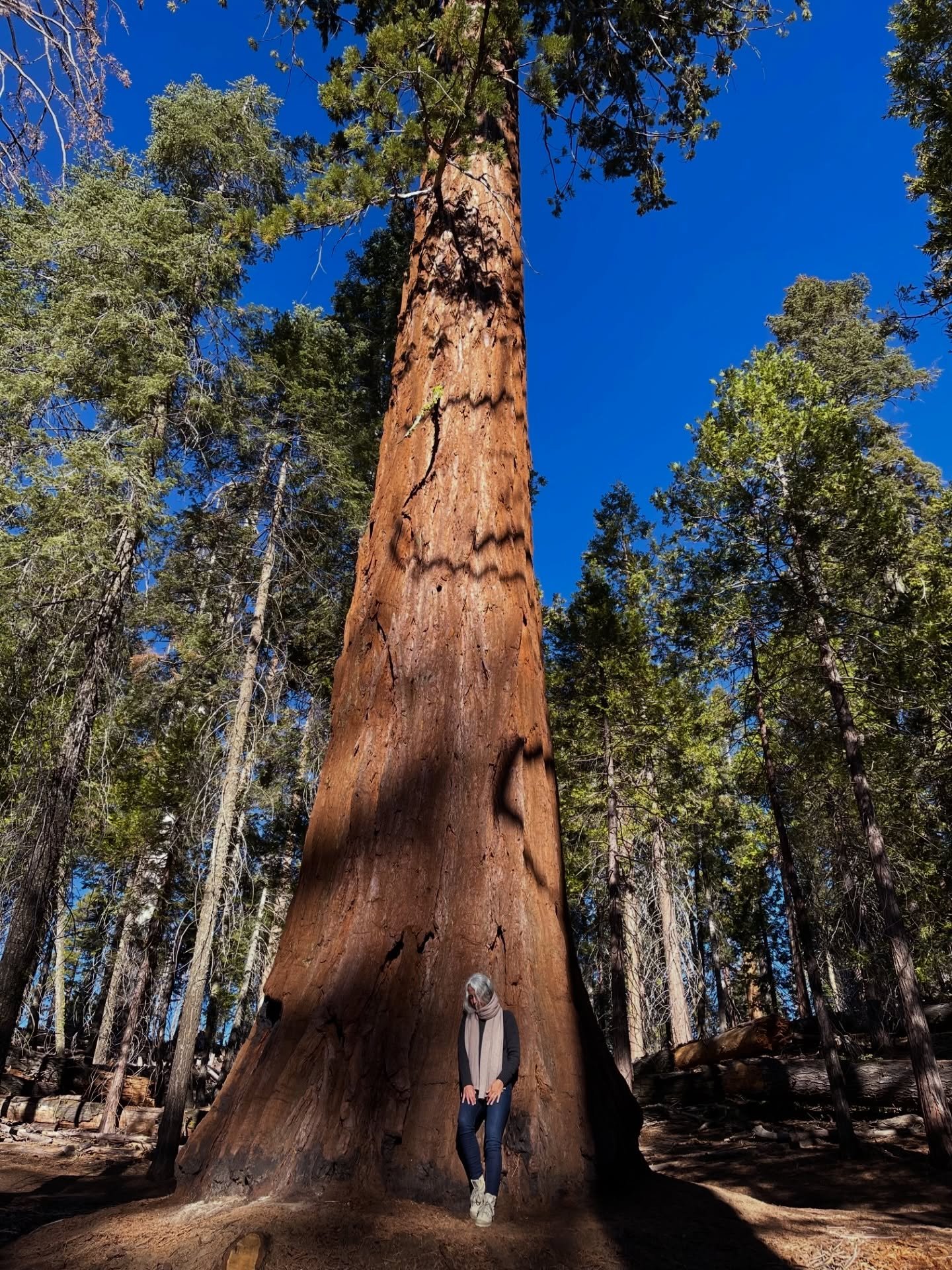 The day I hugged a giant and felt his loving embrace, I entered a space I didn&rsquo;t know existed, an experience so profound it transformed me from within&hellip; 

#sequoia #treespirit #consciousness #love #healing