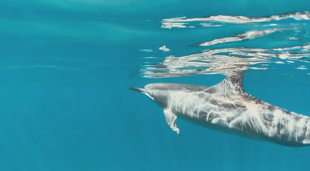 The dolphin&rsquo;s spirit often comes into my sacred space to co-create in the healing realms. They have been part of my dreamscape and awakened state for as far as I can remember&hellip; My heart and soul are filled with their energy, their love, h