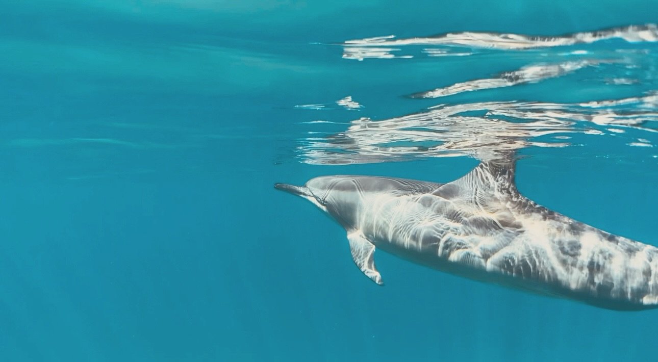 The dolphin&rsquo;s spirit often comes into my sacred space to co-create in the healing realms. They have been part of my dreamscape and awakened state for as far as I can remember&hellip; My heart and soul are filled with their energy, their love, h