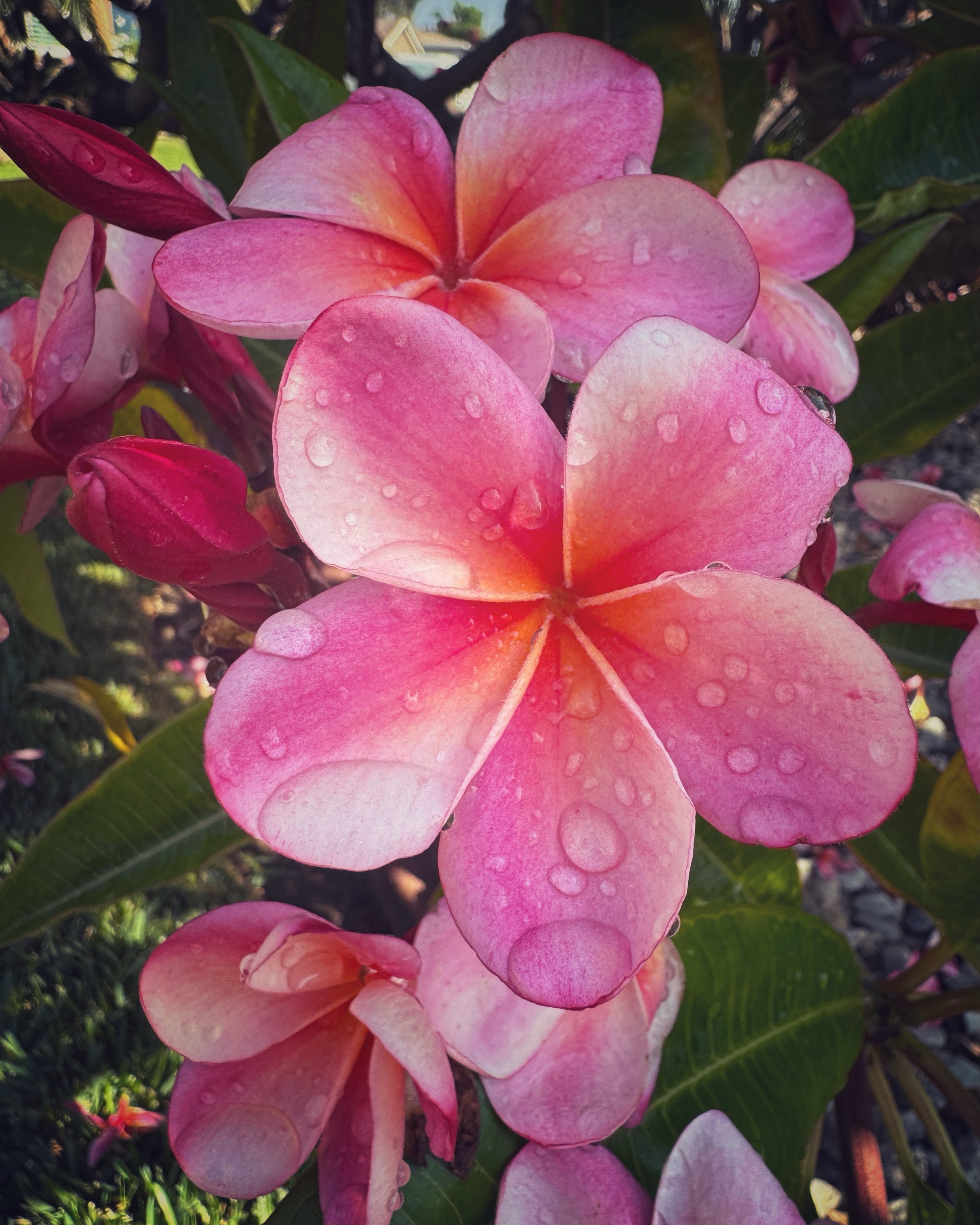 My heart is full of gratitude and appreciation for the endless blessings Mother Earth bestows upon us&hellip; Breathing in the beauty around me, it feeds my soul, uplift my spirit and raises my frequencies in one magical instant&hellip;

📷 Virginie 