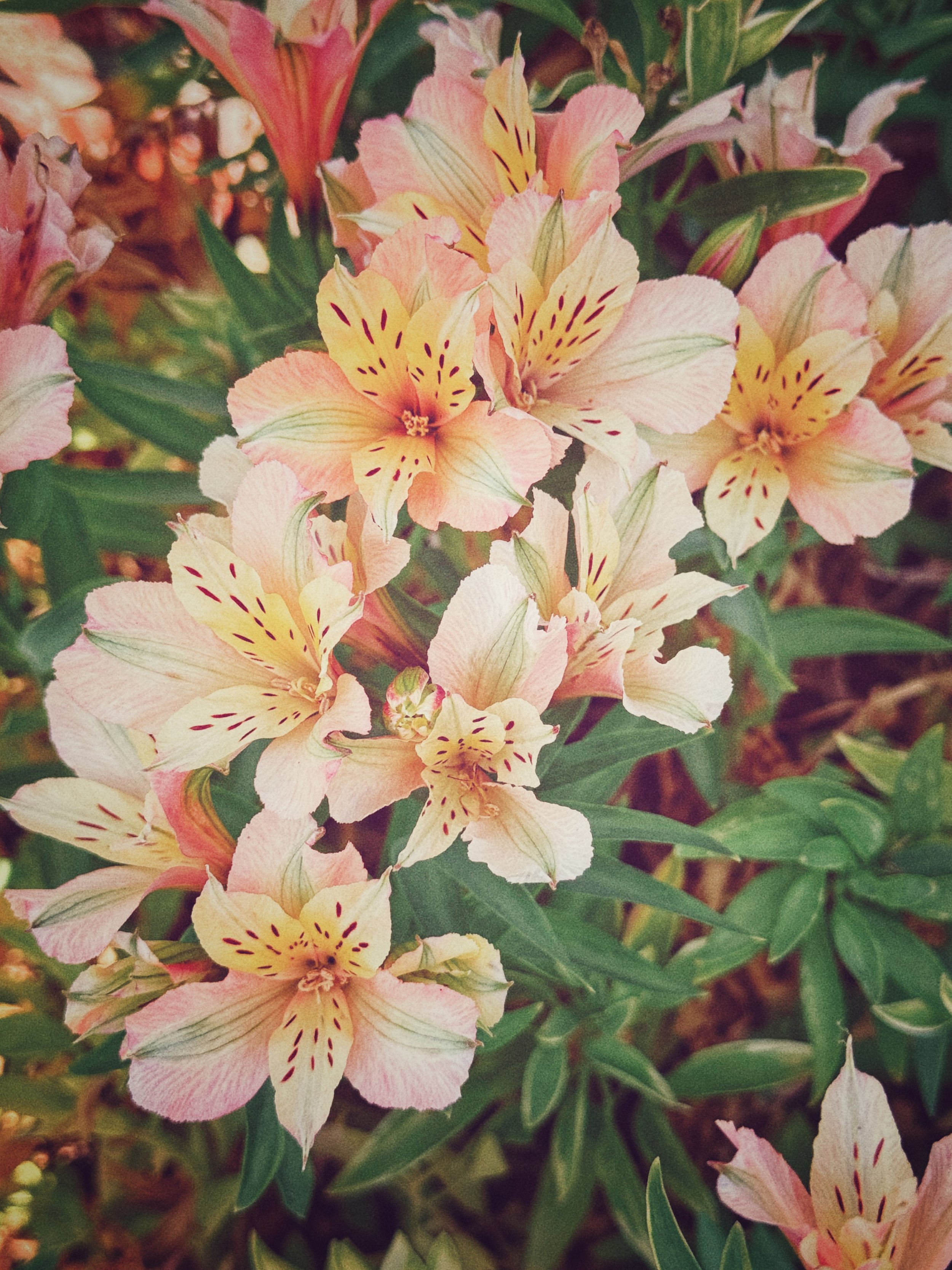 Nature&rsquo;s healing, soft and soothing energy.

📷 Virginie @planetvie

#naturalhealing #flowers #healing #pureenergy #virginiemiramon