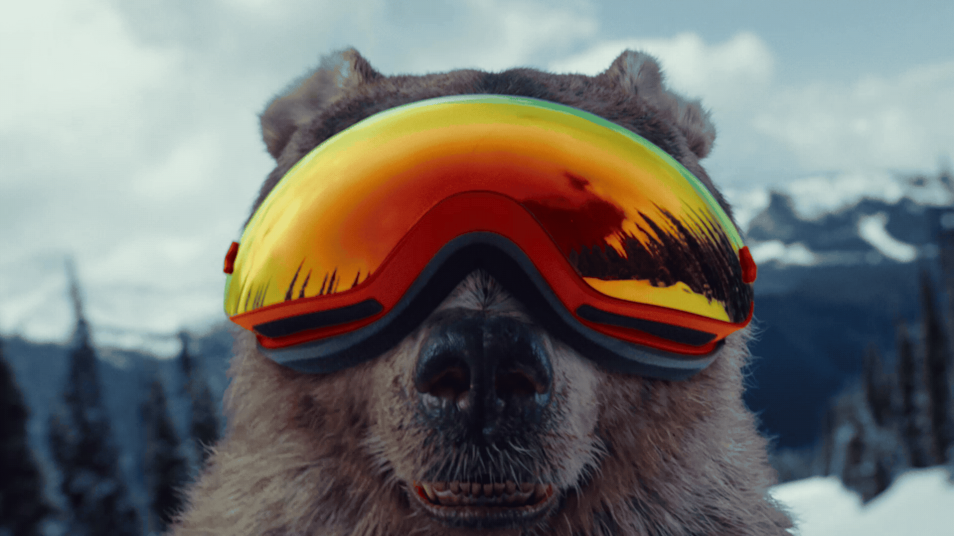 Adobe Express - BearGif.gif
