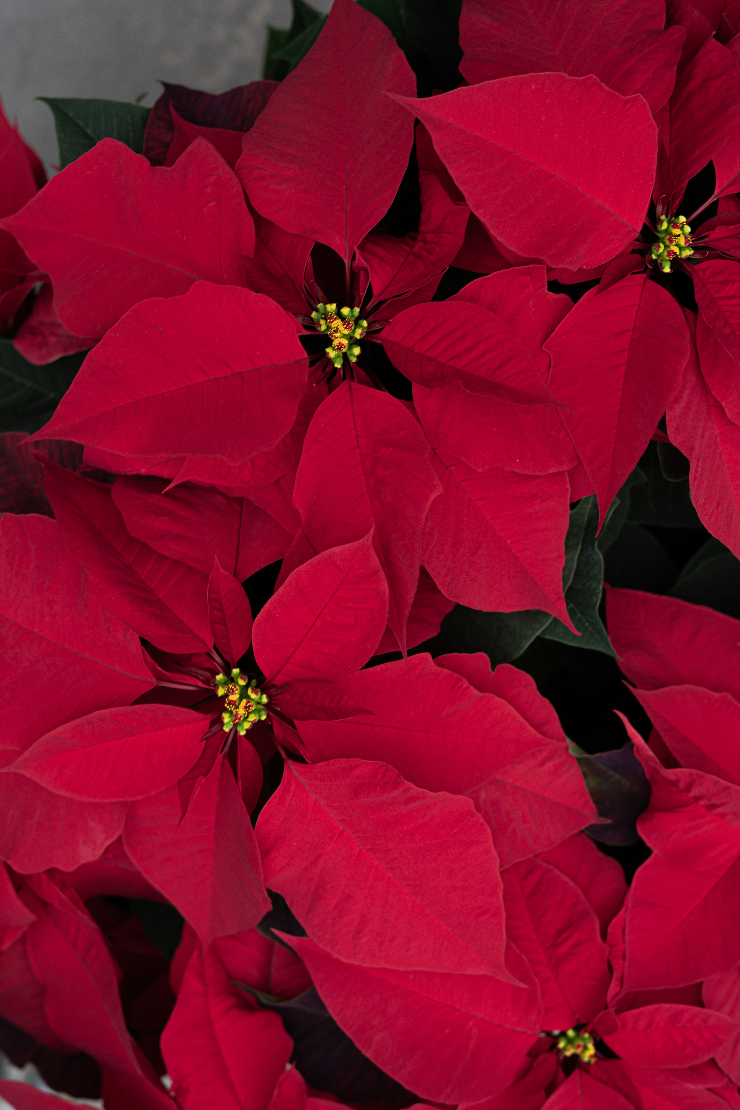 Christmas Poinsettias