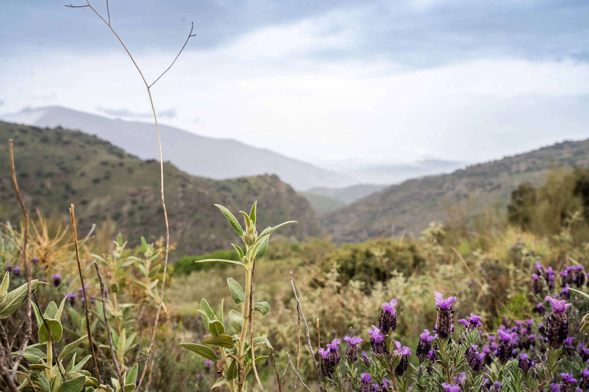 Landscape with Lavender.jpg