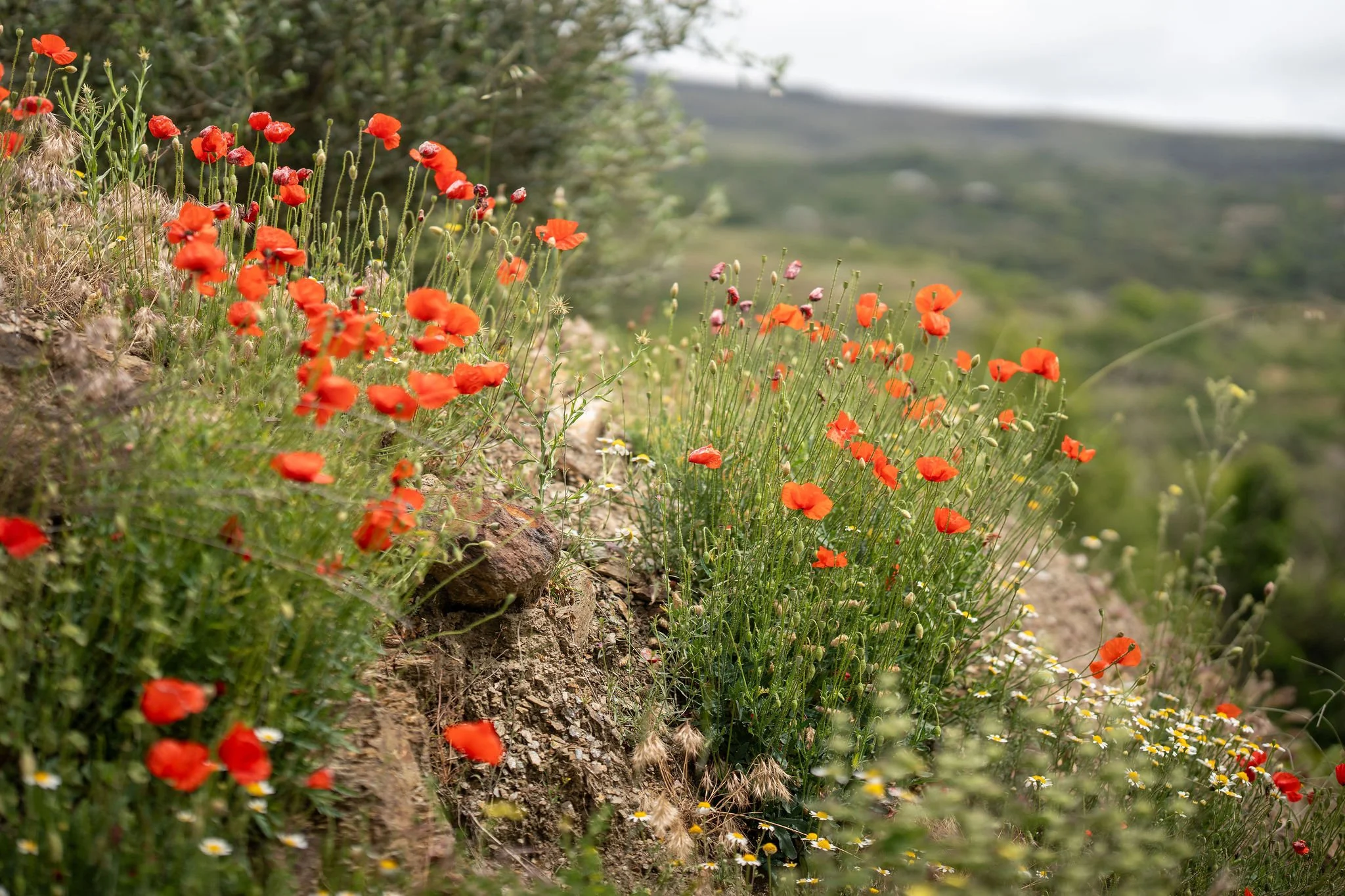 Poppies in Landscape.jpg