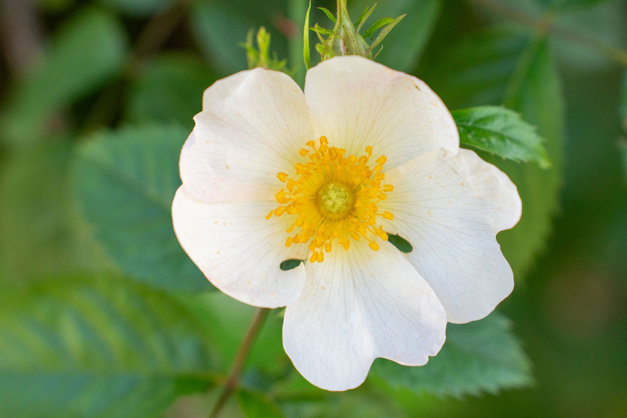 White Flower and Bugs.jpg