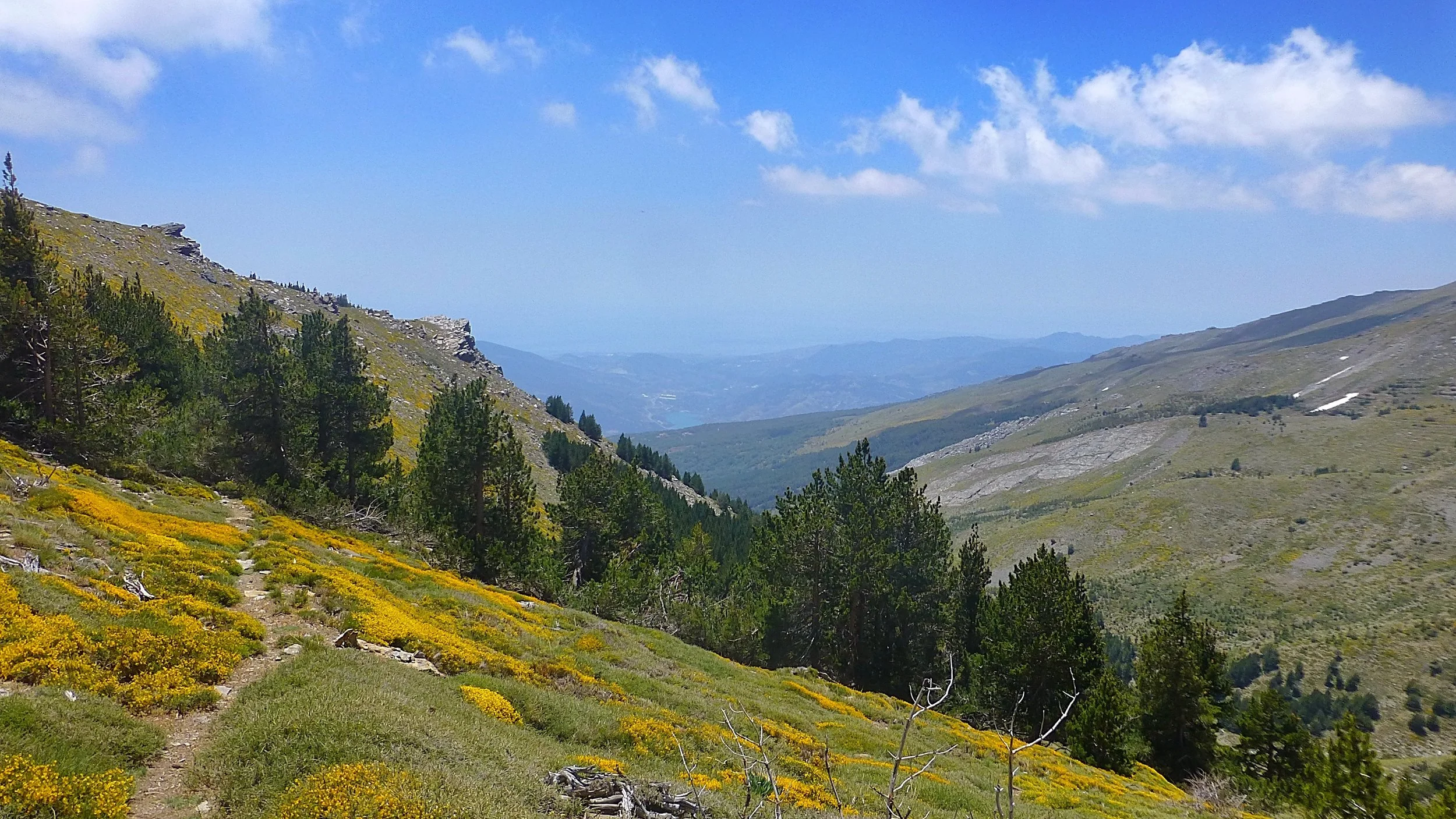 Scenery yellow flowers copy.jpg