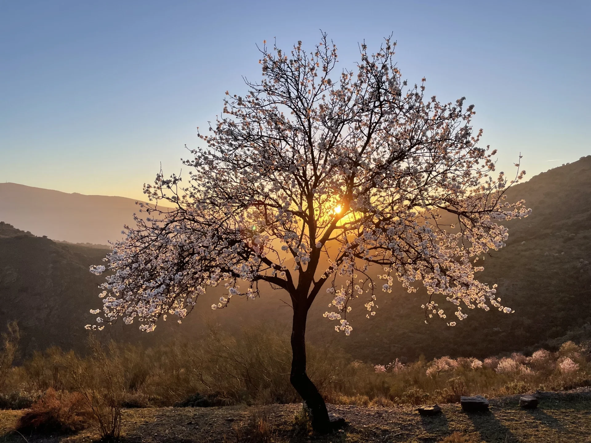 almond-tree-alpujarra-nils-henrik.webp