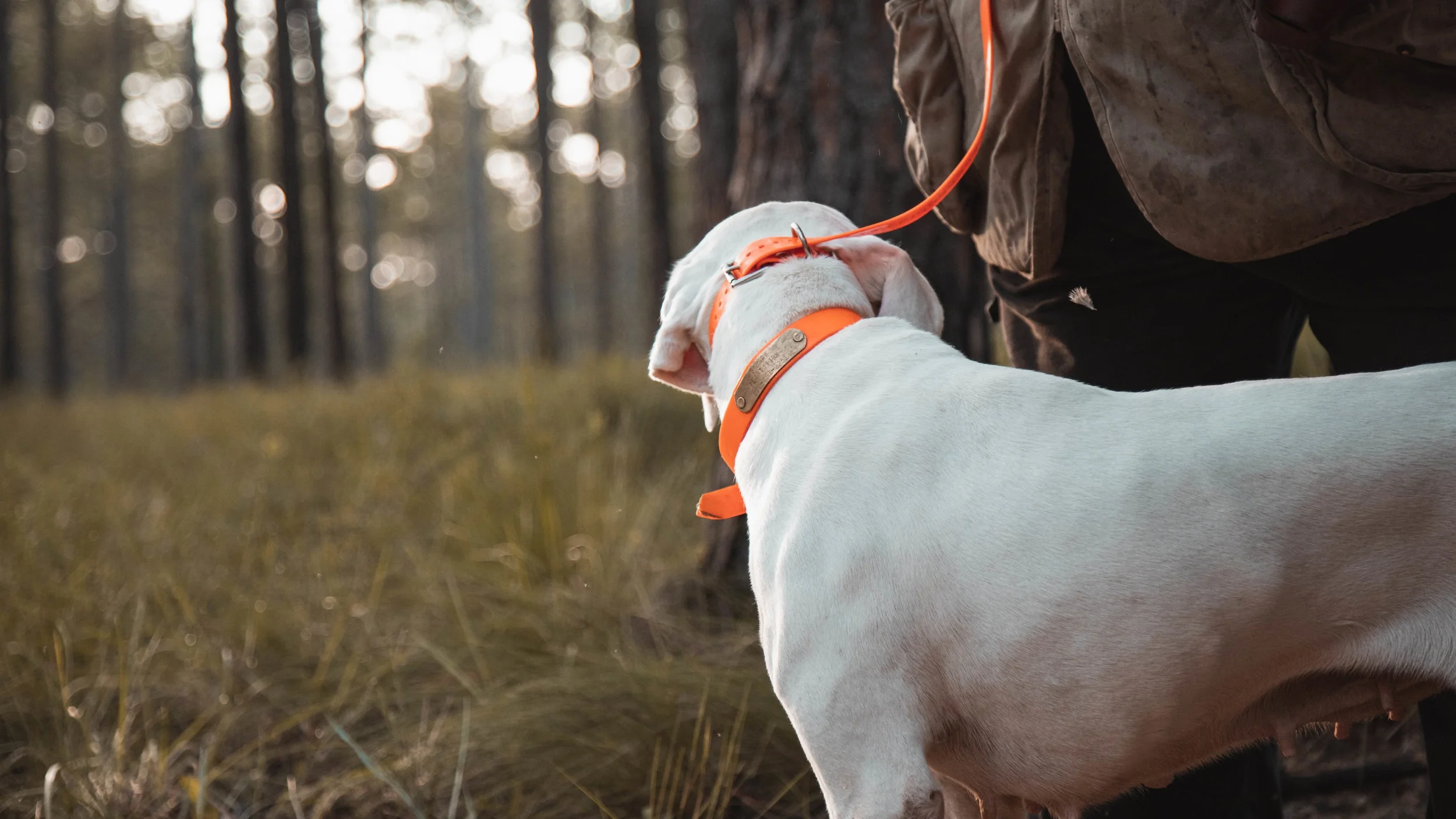 Quail hunting at Samara Plantation in South Georgia