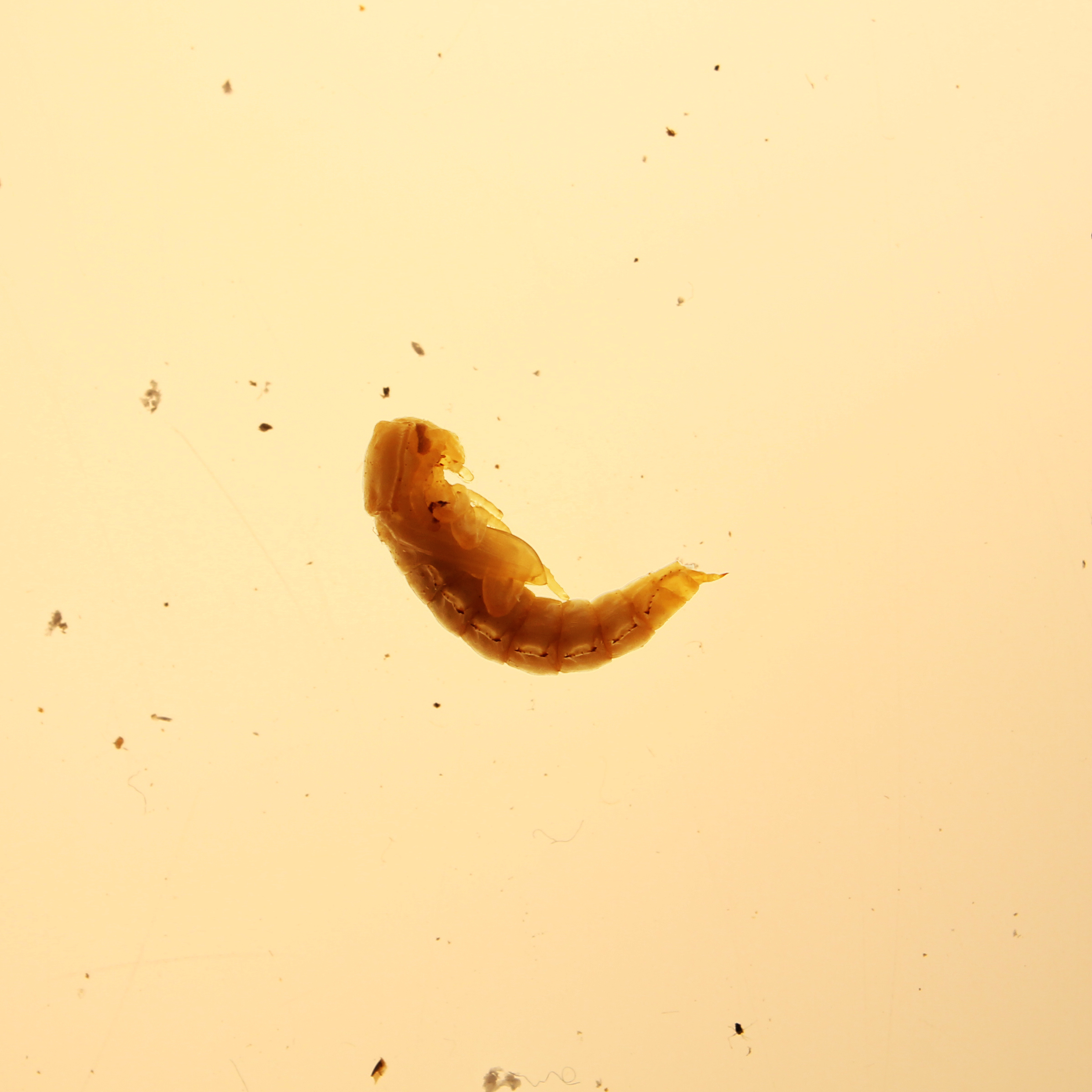  Mealworms are actually caterpillars, not worms and only the first shape they take in their journey throughout life. 