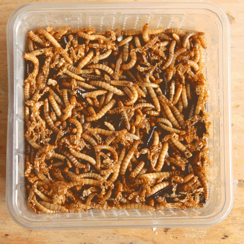 A small batch of mealworms feasting on polystyrene for a period of 2 weeks.