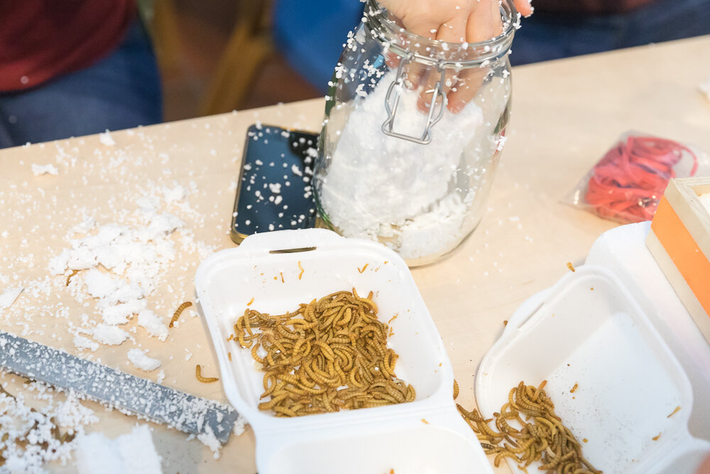 The Mealworm Experience