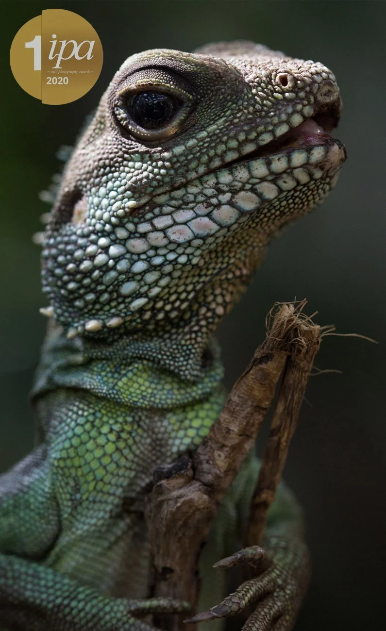 LizardWebsiteAward copy.jpg