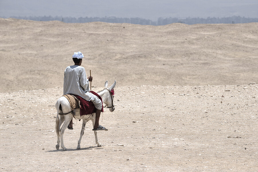 Mule man