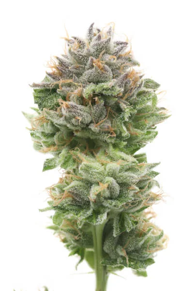 Zkittles