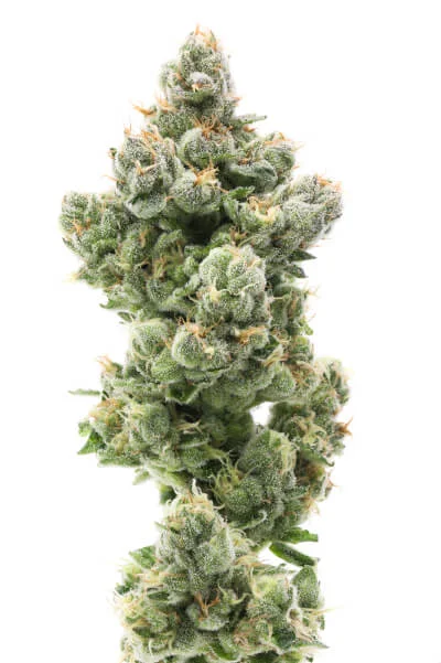 Ghost Hulk #25