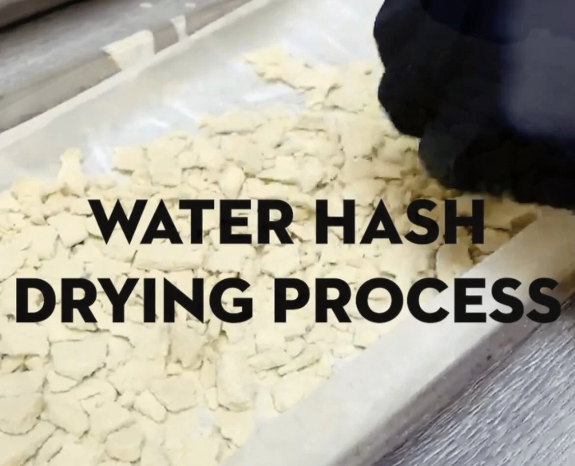 Water Hash Drying Process