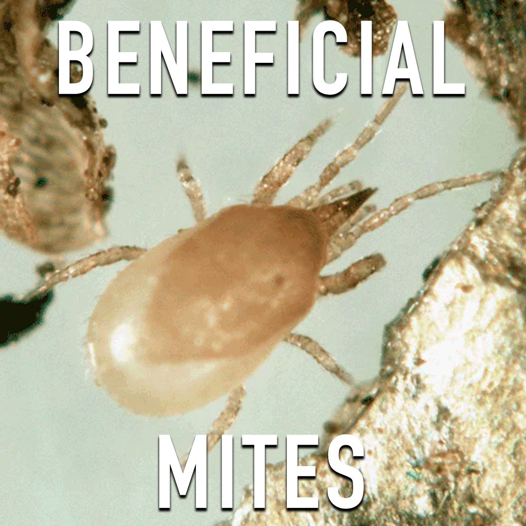 beneficial mites.jpg