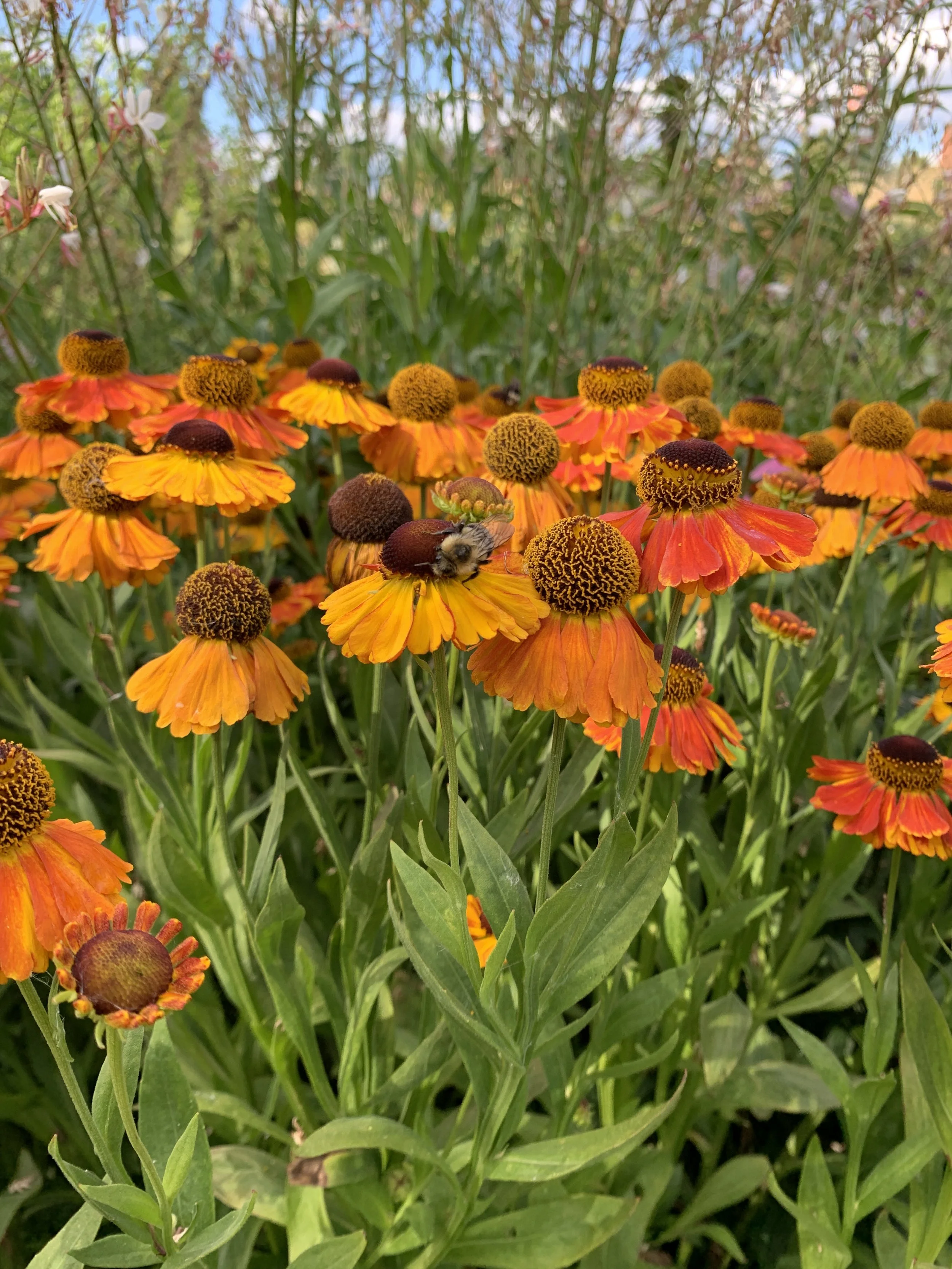 Helenium ‘Sahin’s Early Flowerer’ — Stellata Plants