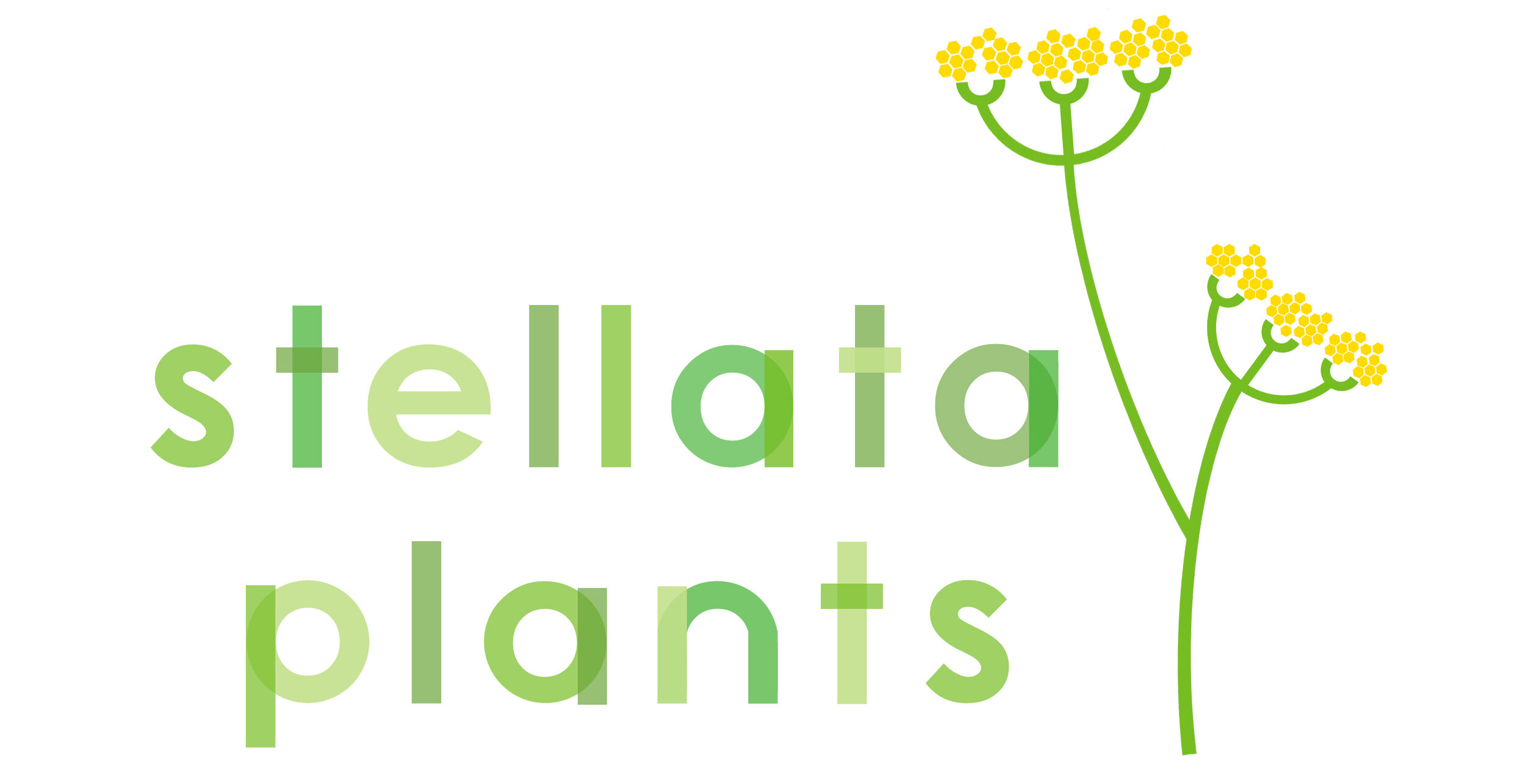  Stellata Plants