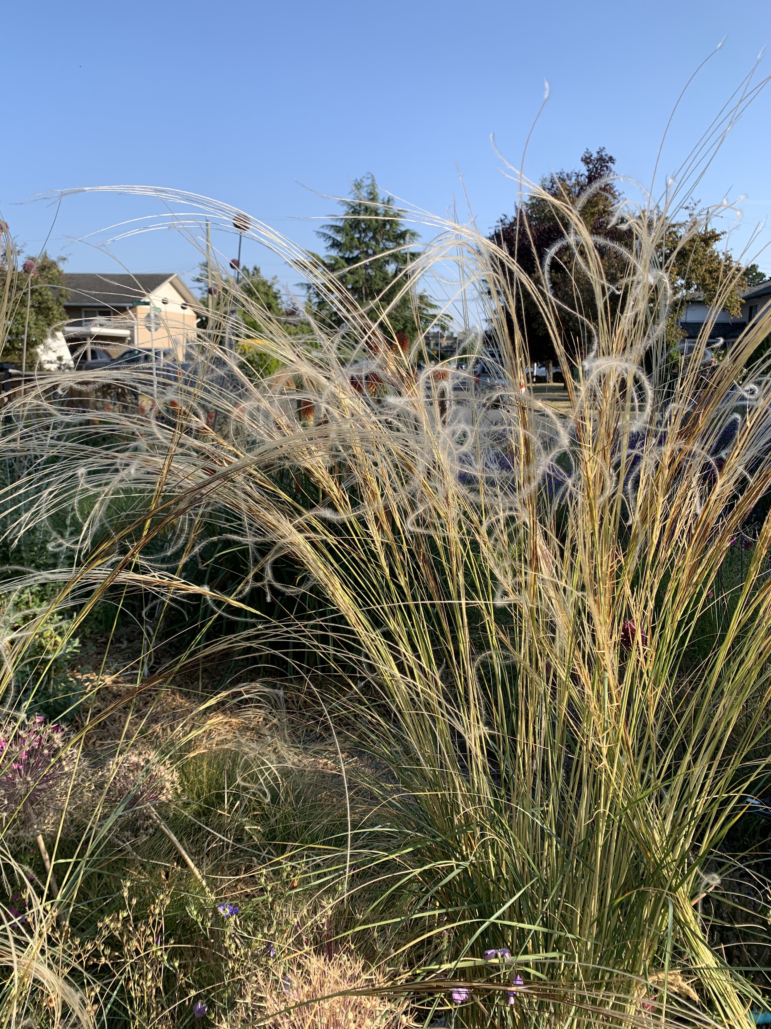 Stipa barbata