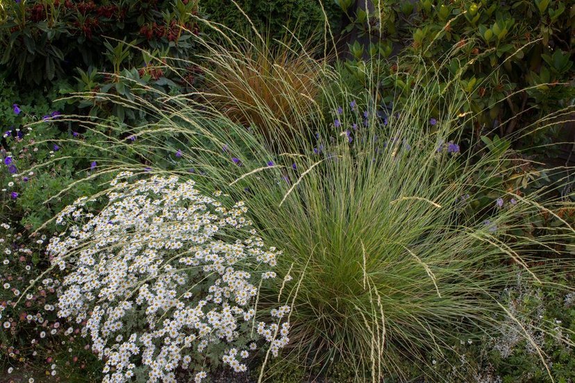 Festuca mairei