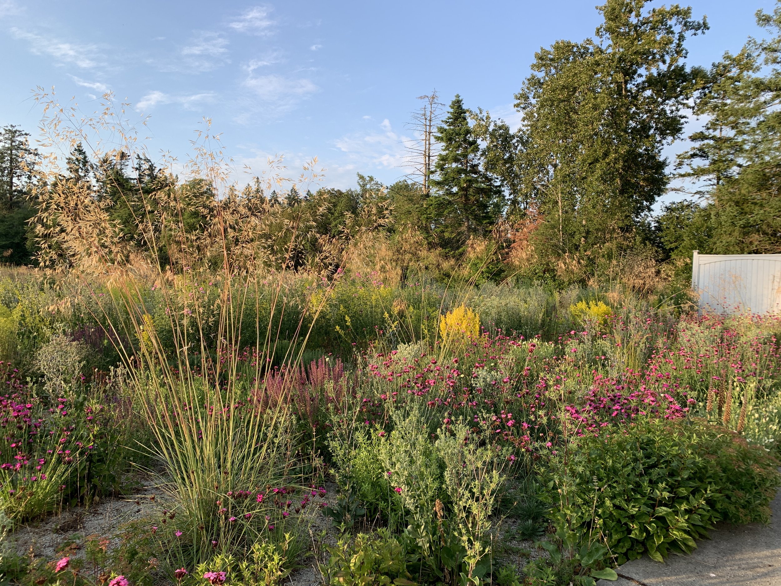 Stipa gigantea