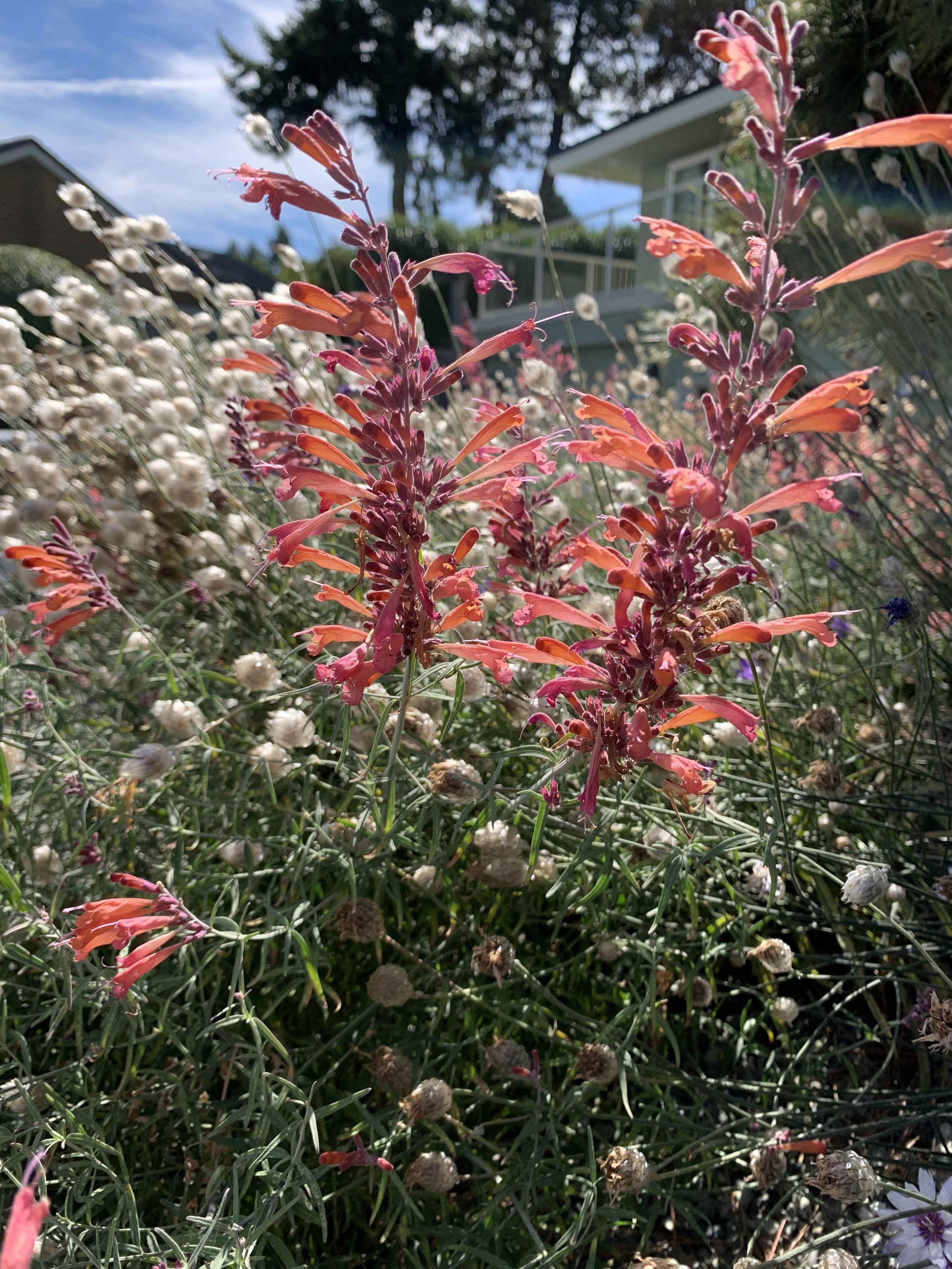 Agastache rupestris