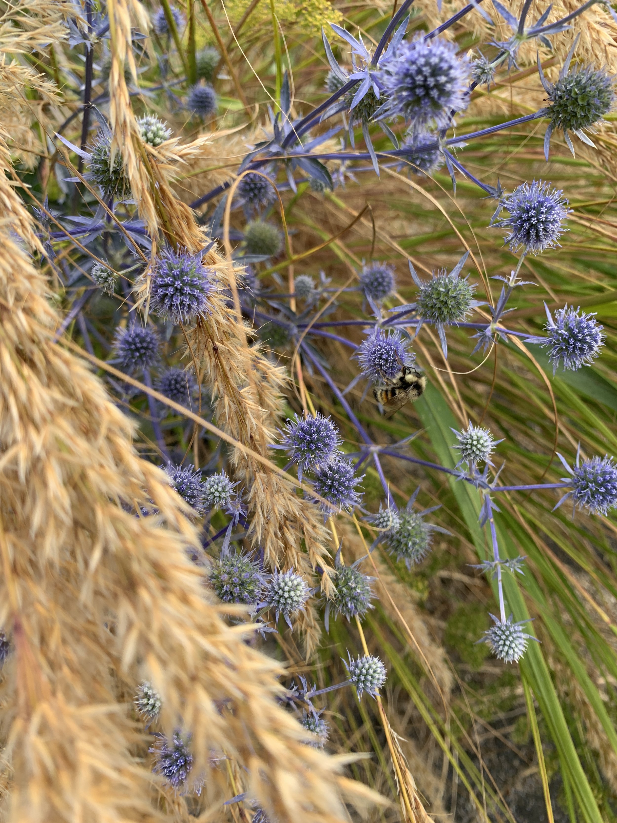 Eryngium 'Blaukappe'