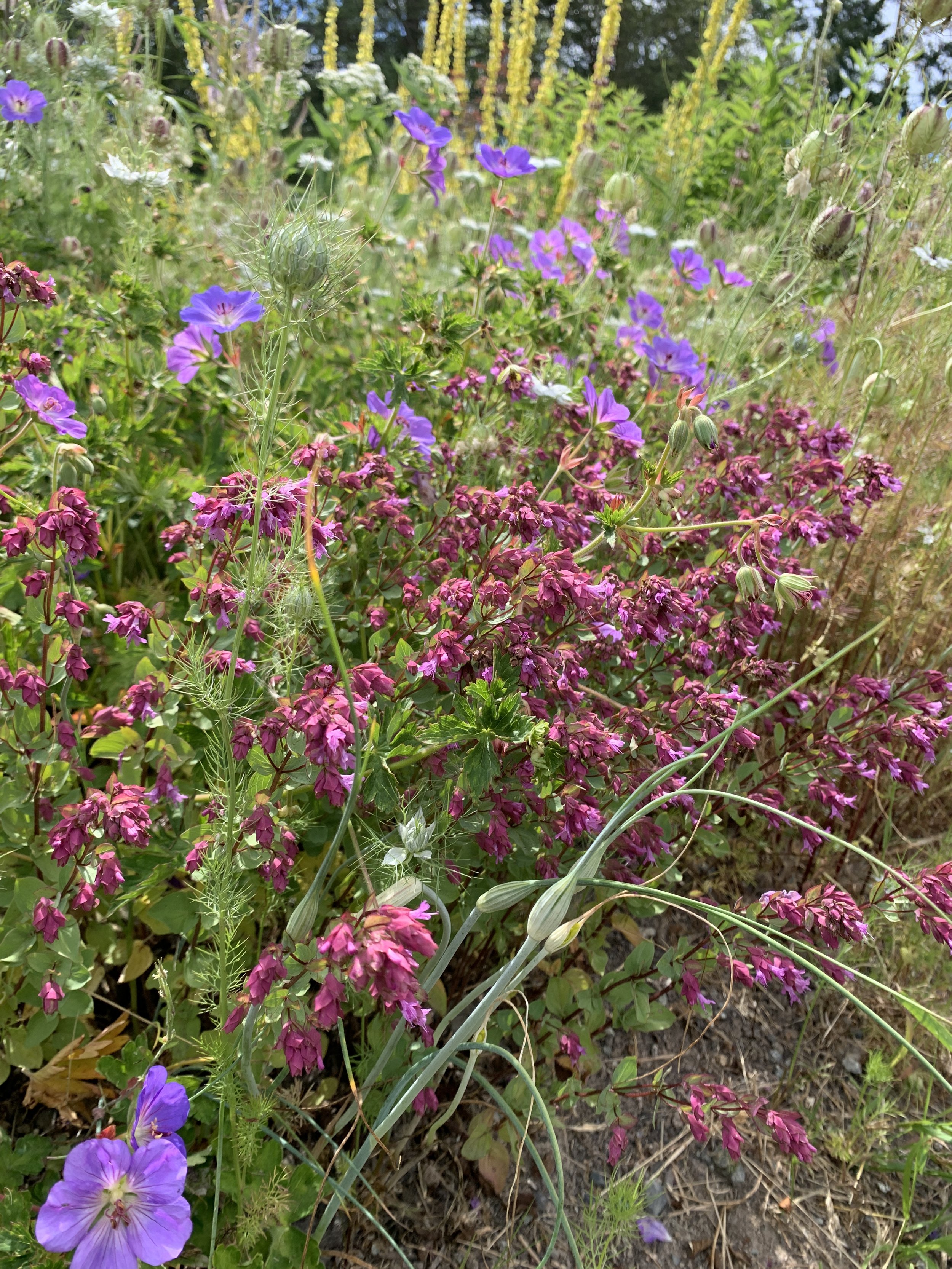 Origanum 'Bristol Cross'